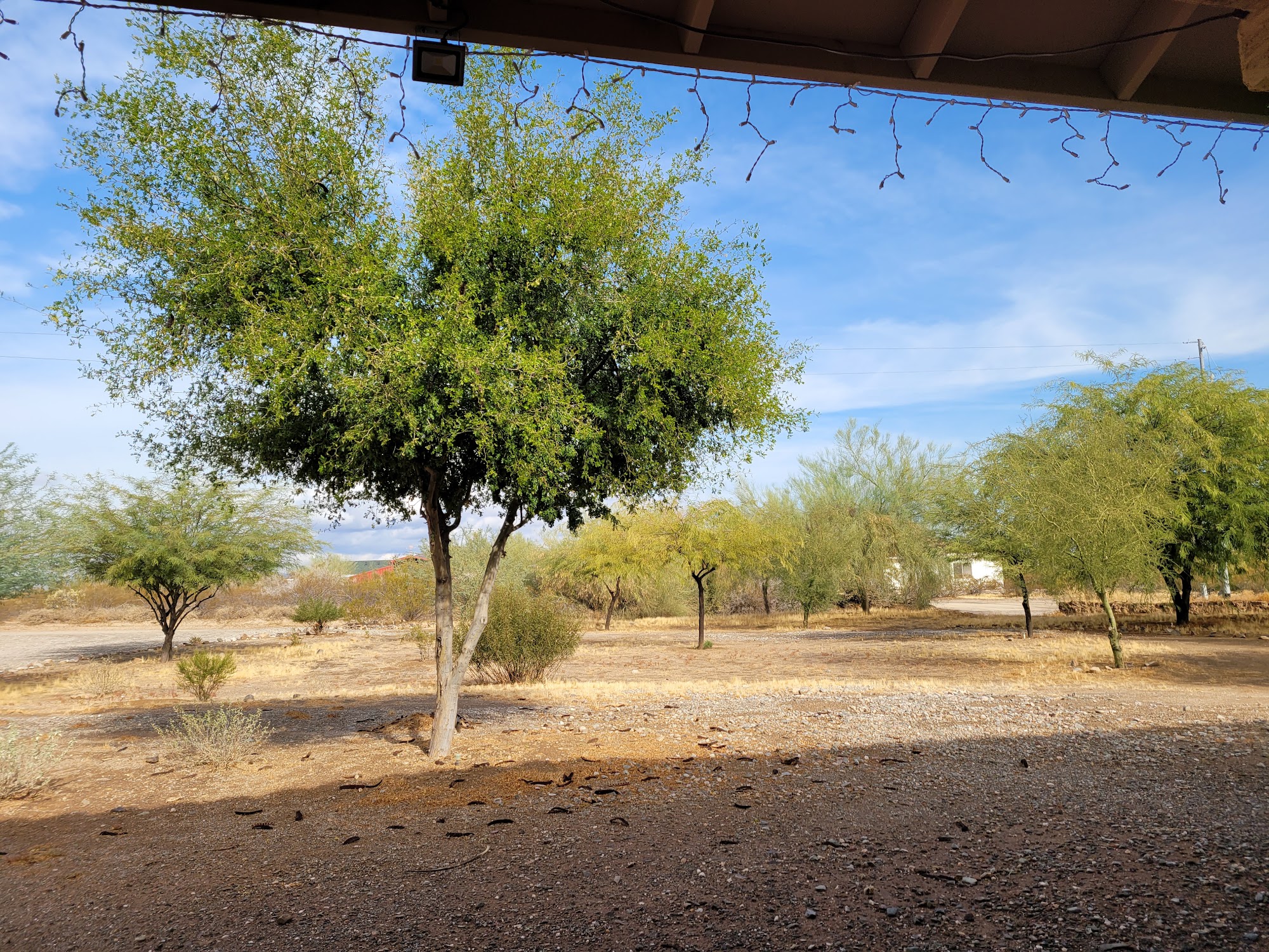 Monkey Jumpers Dog Grooming Surprise