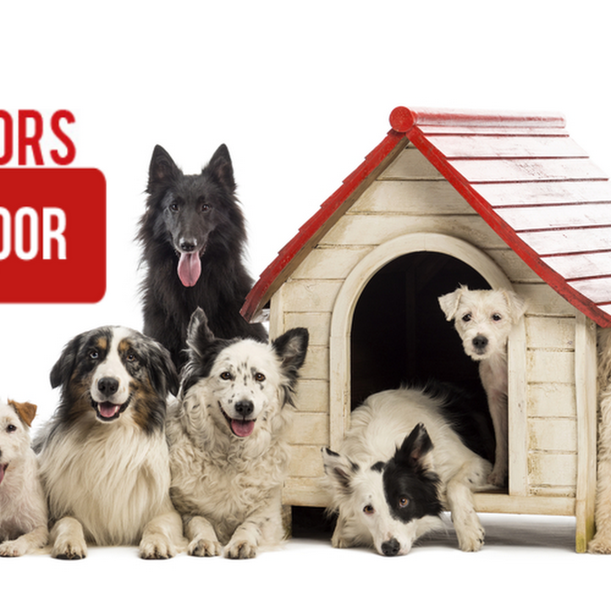 JGM Pet Doors Surprise