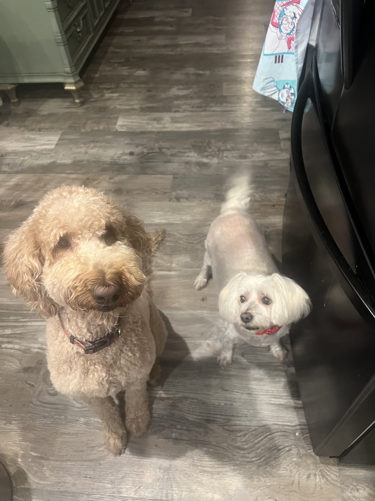 Whole Groom Surprise