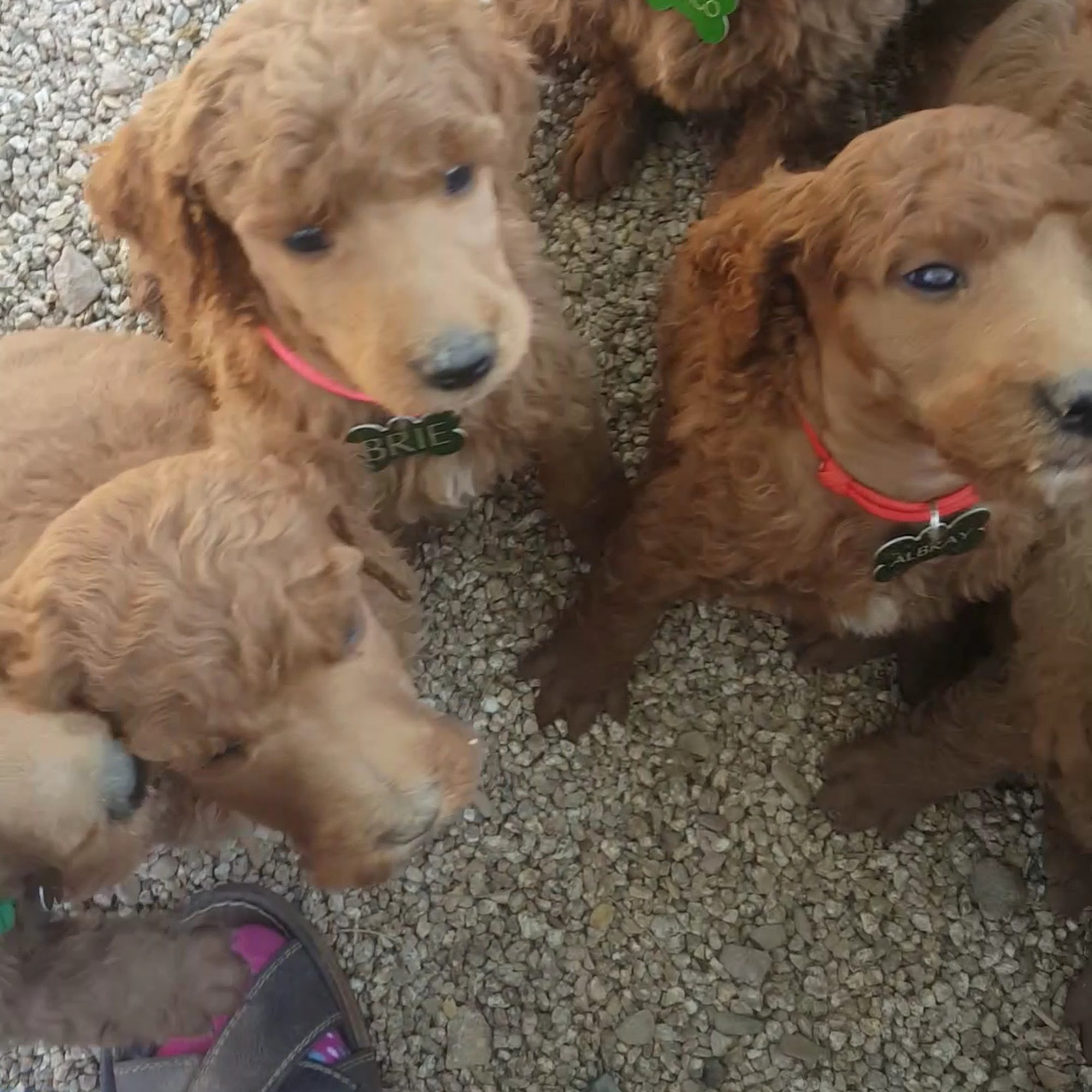Springer Clan Standard Poodles Surprise