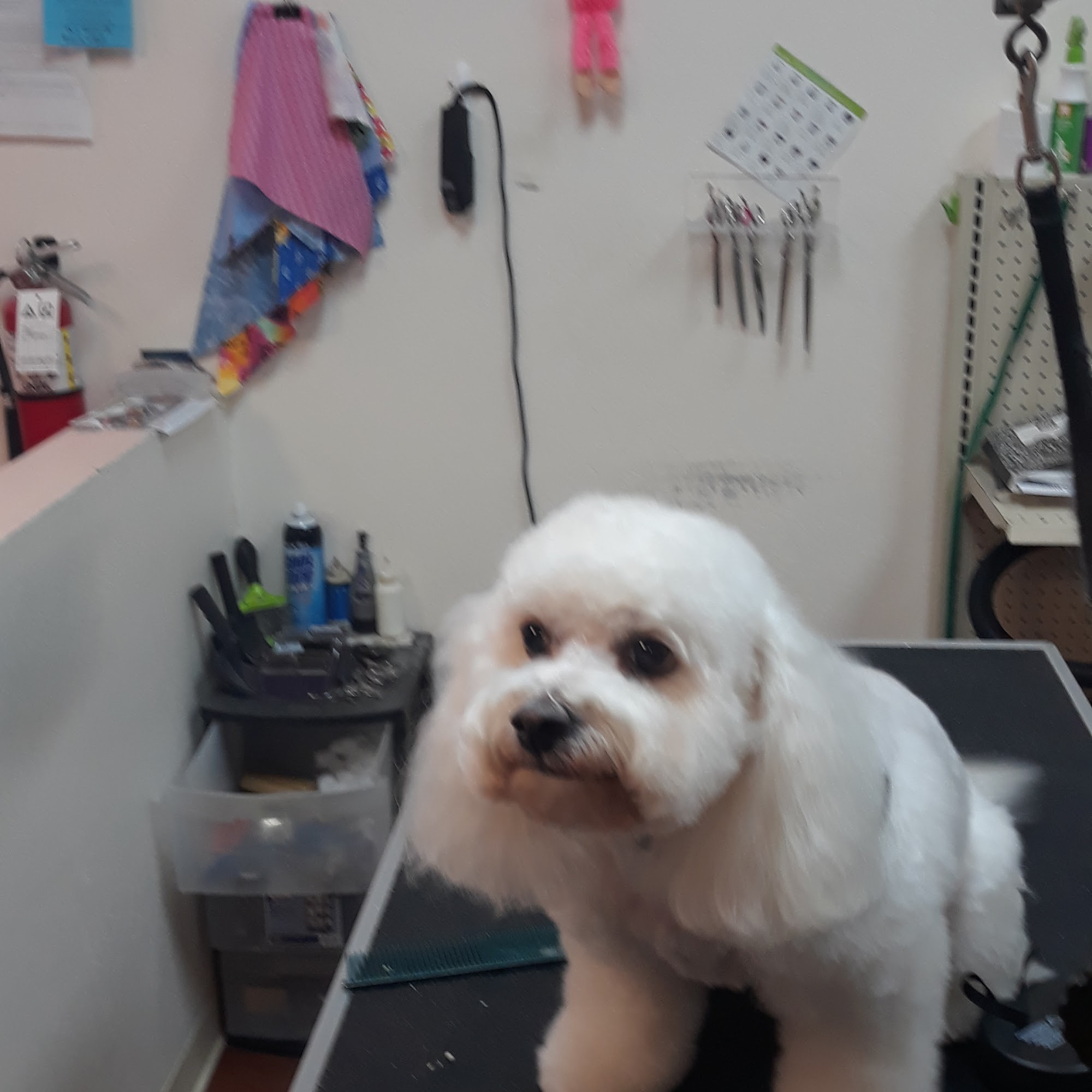 Sunny Valley Grooming And Boarding LLC Surprise