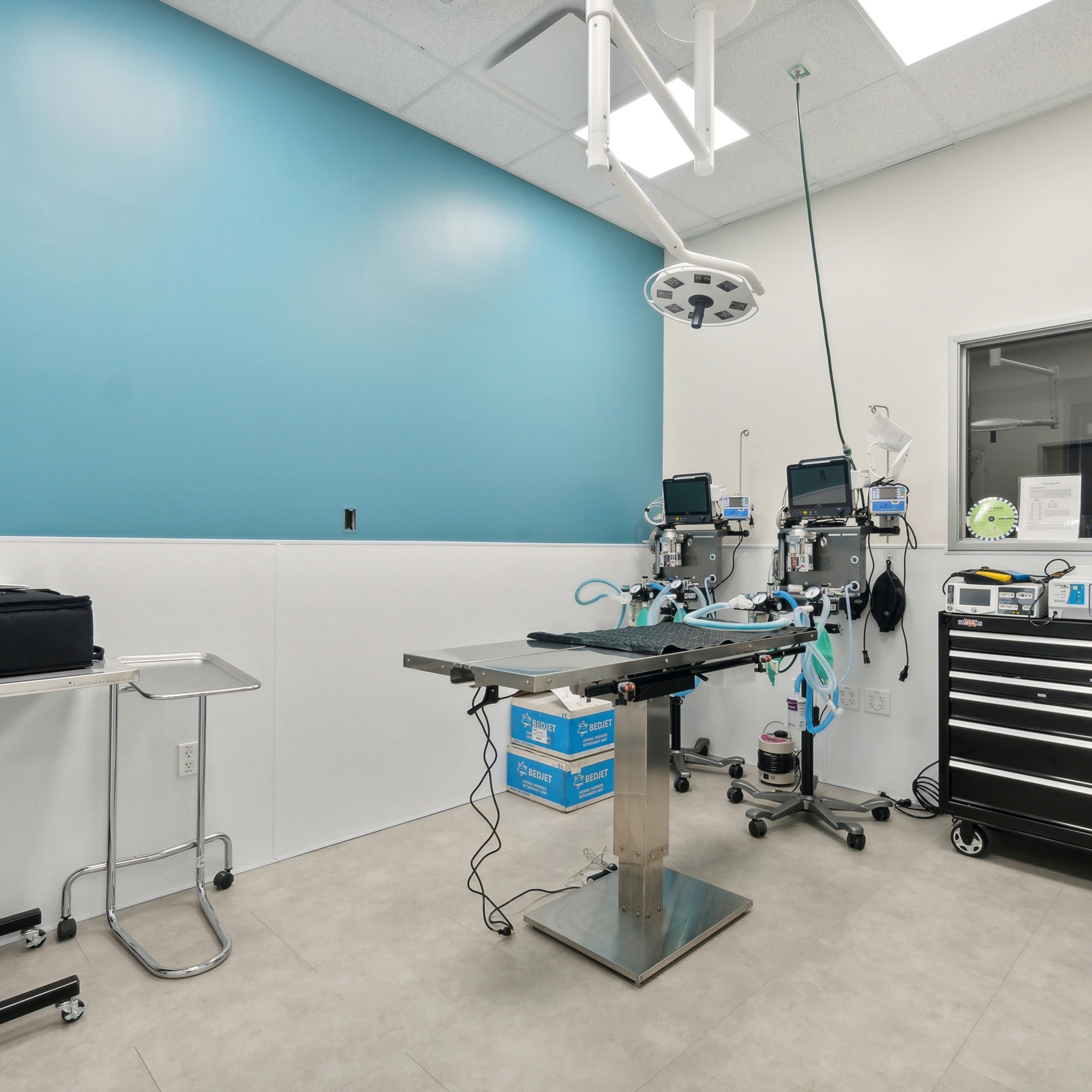 CityVet | Surprise Surprise