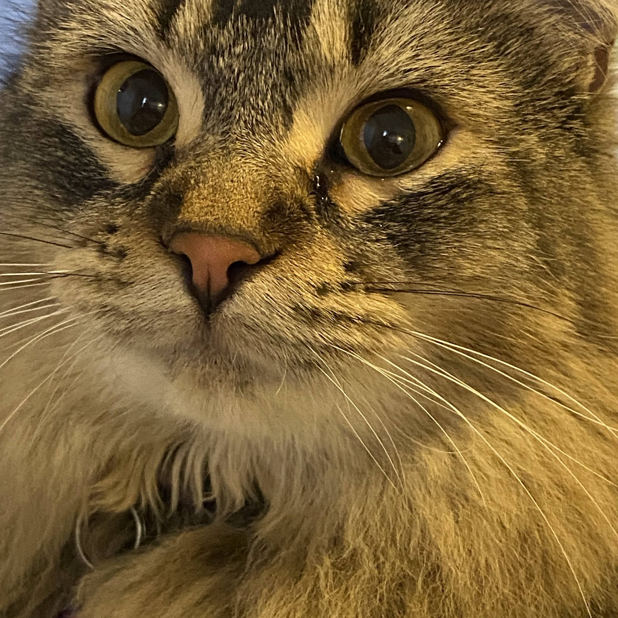 Tempe Lake Veterinary Clinic & Pet Resort Tempe