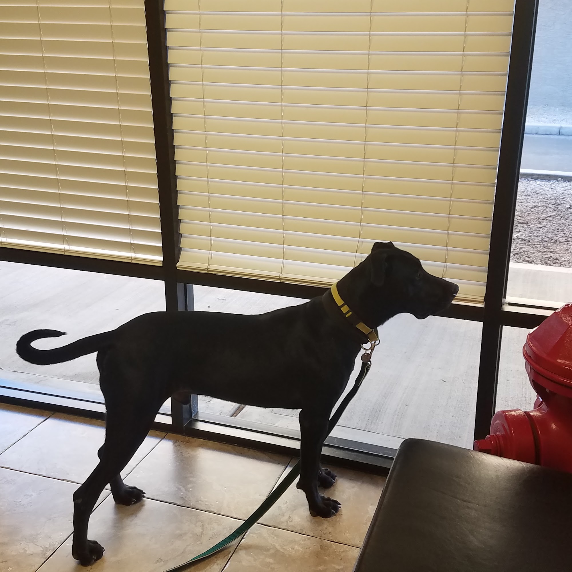 Topaz Veterinary Clinic Tempe