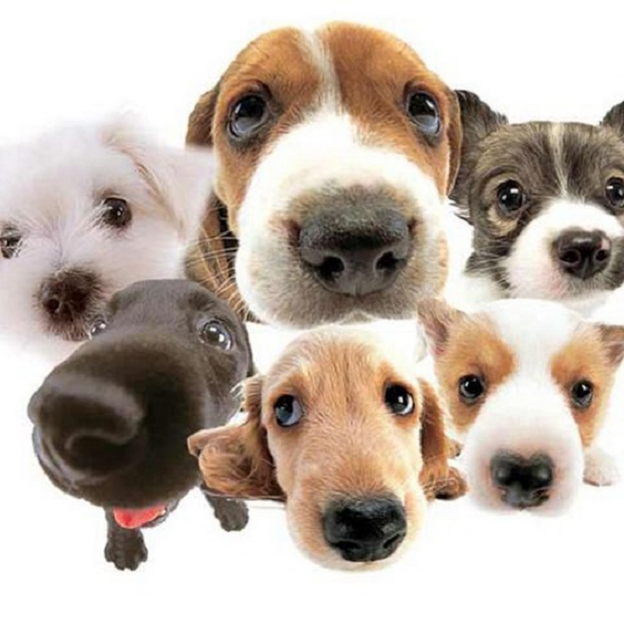 South Point Animal Clinic Tempe