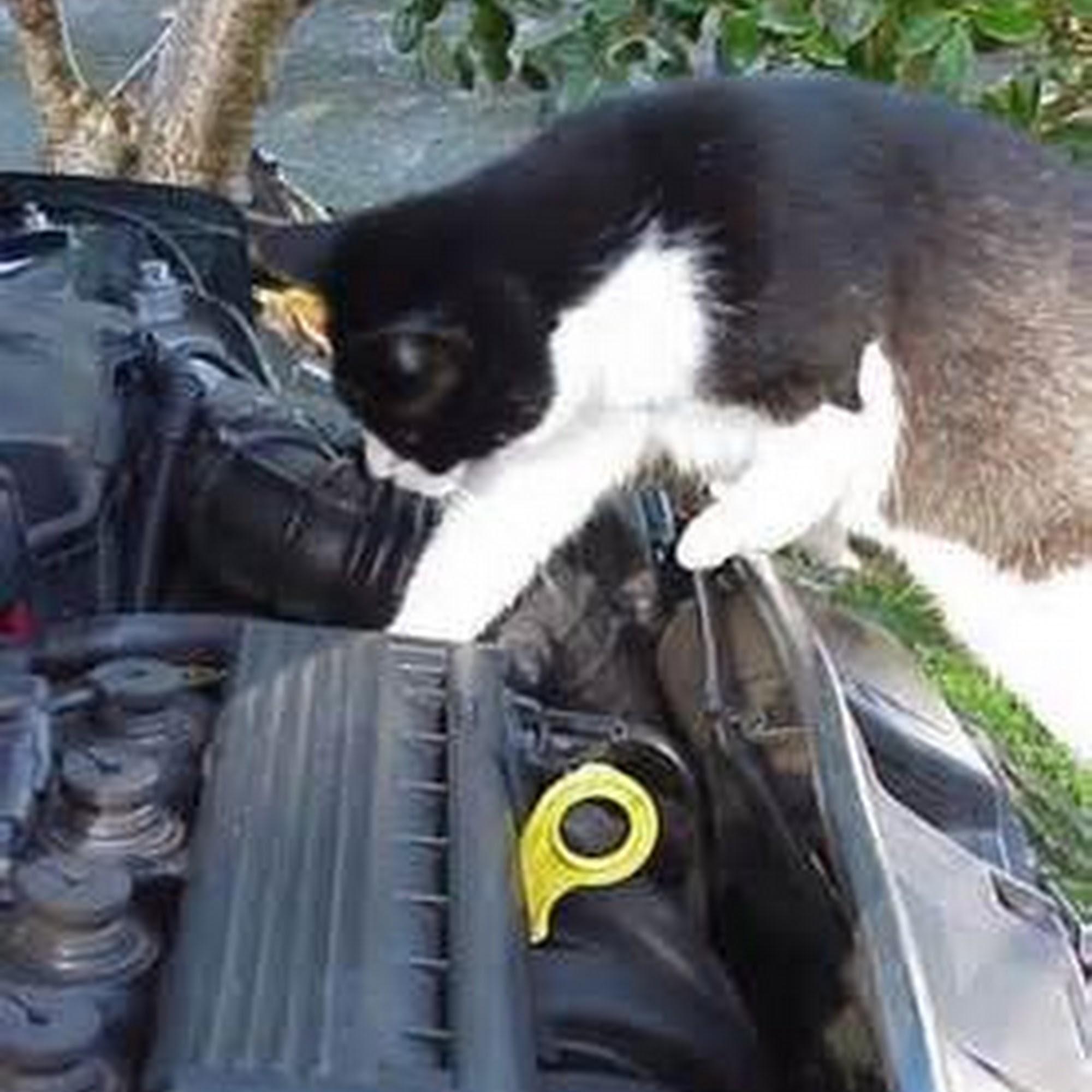 Rural Animal Clinic a.k.a Dog & Cat Repair Tempe