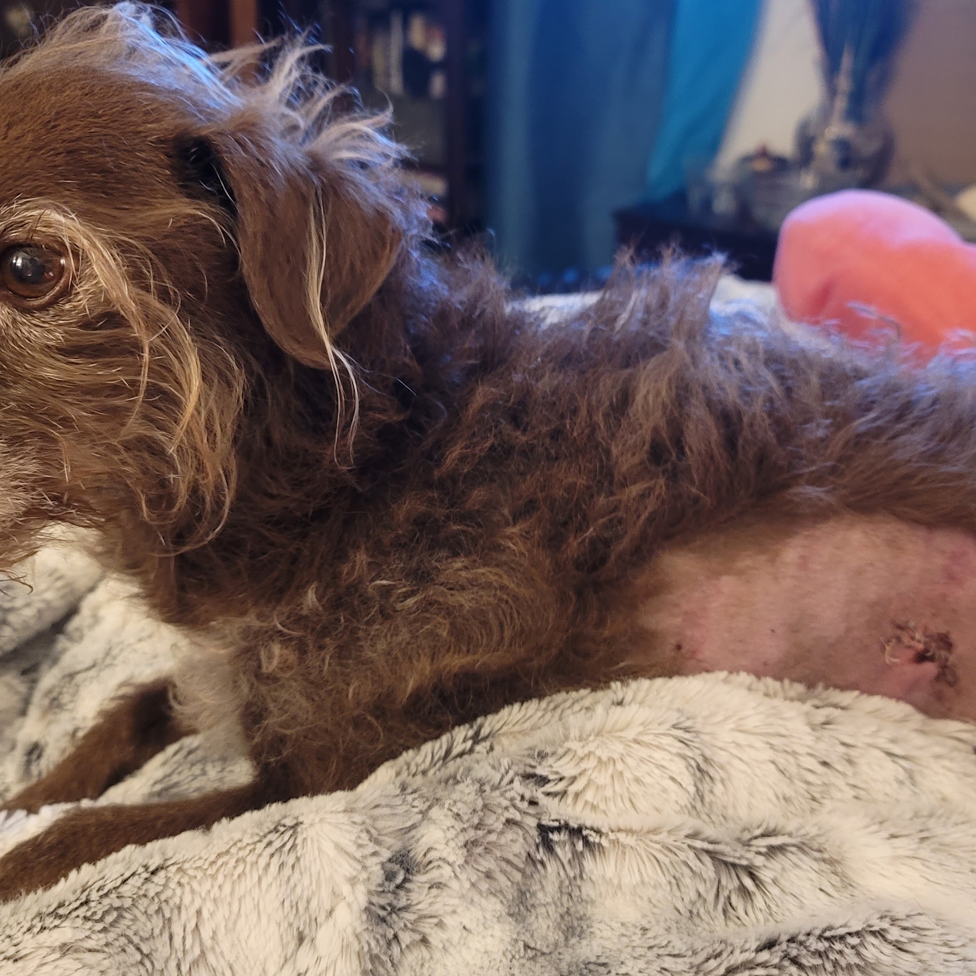 Tempe Veterinary Hospital Tempe