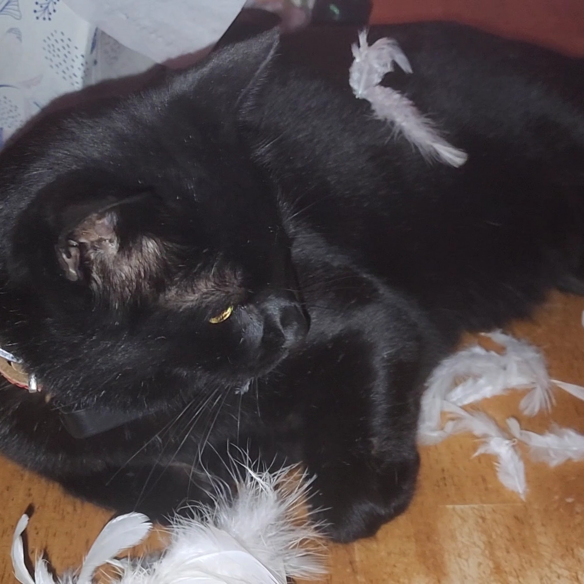 Countryside Animal Hospital Tempe