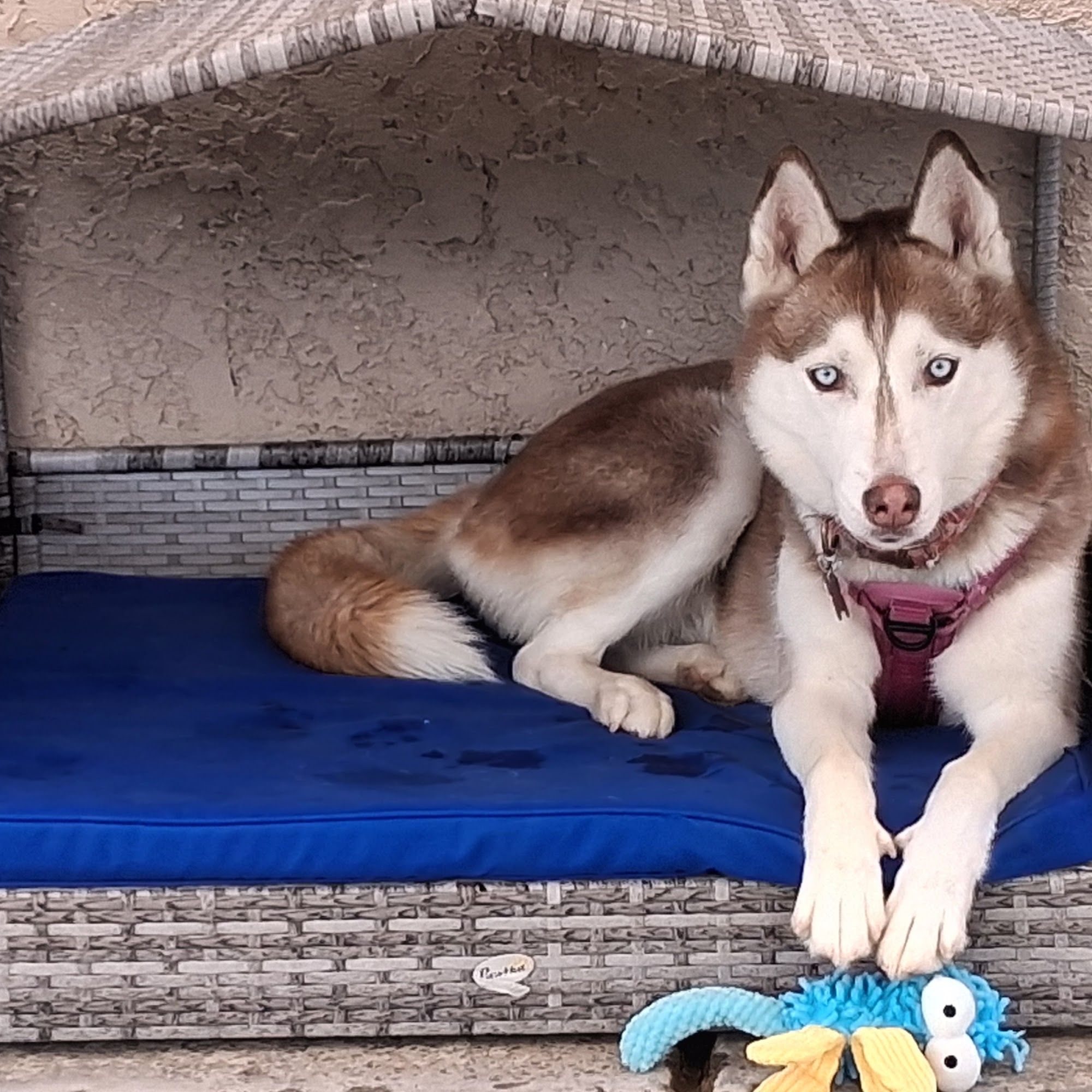 Wiggles and Wags Pet Resort Tempe