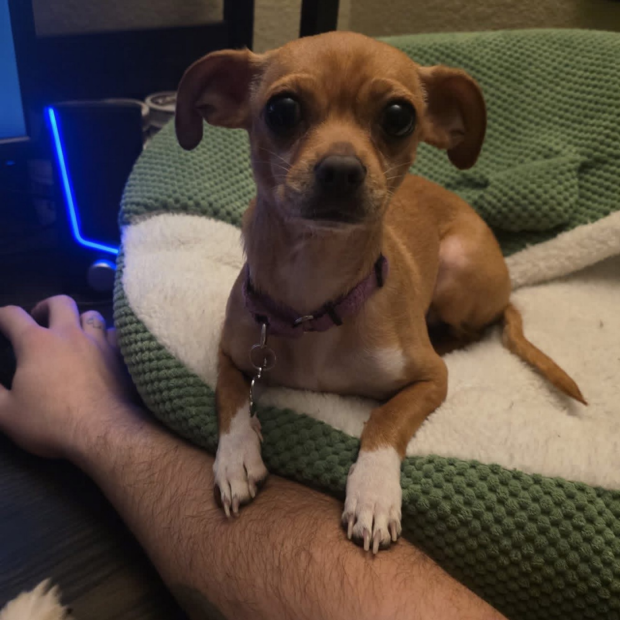 Lost Our Home Pet Rescue Tempe