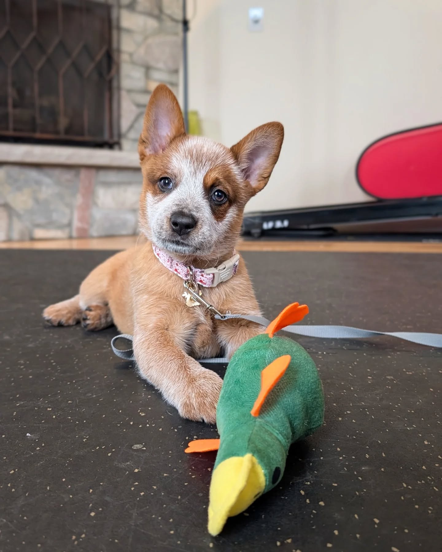 Dog's Eye View Training Tempe