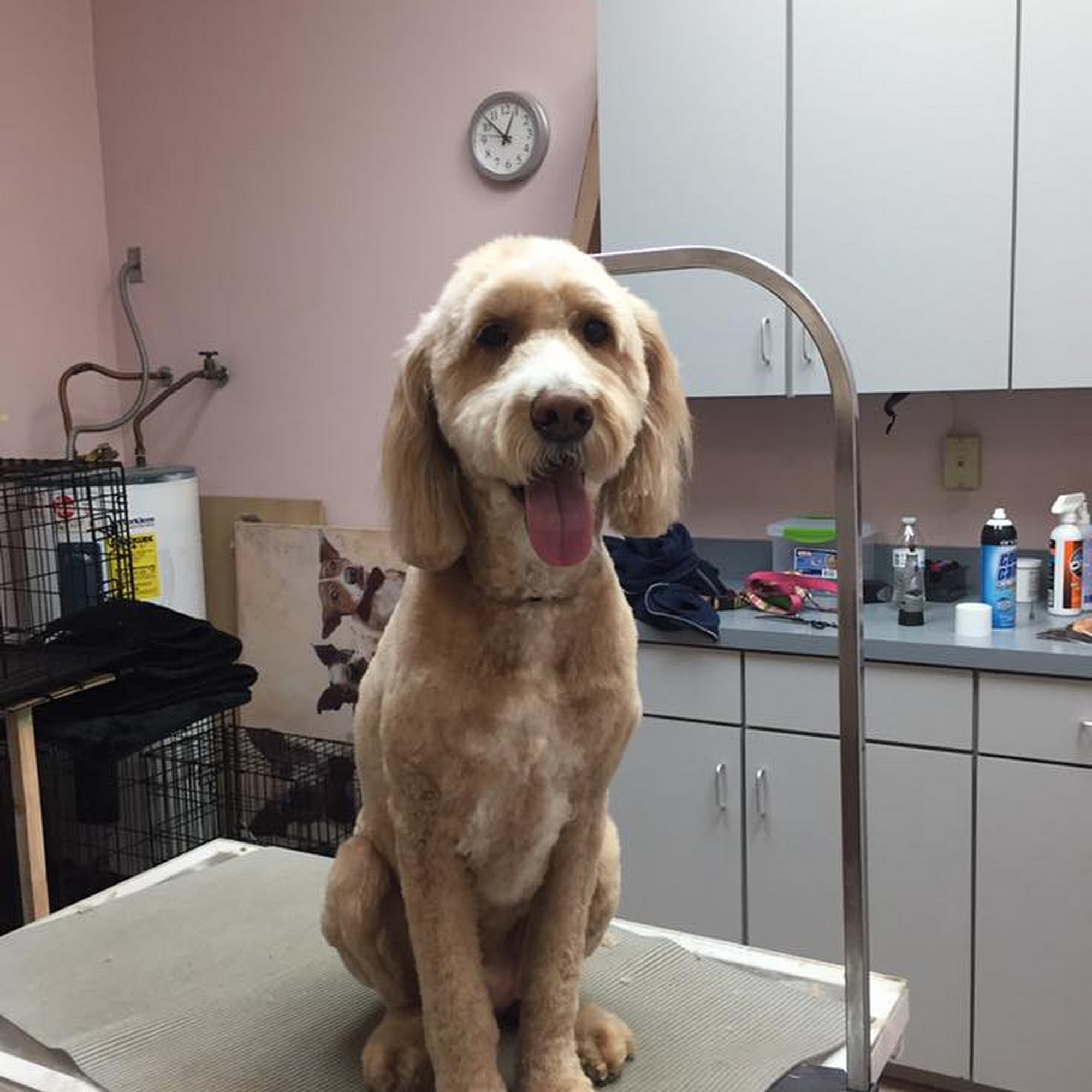 South Point Pet Spa Tempe