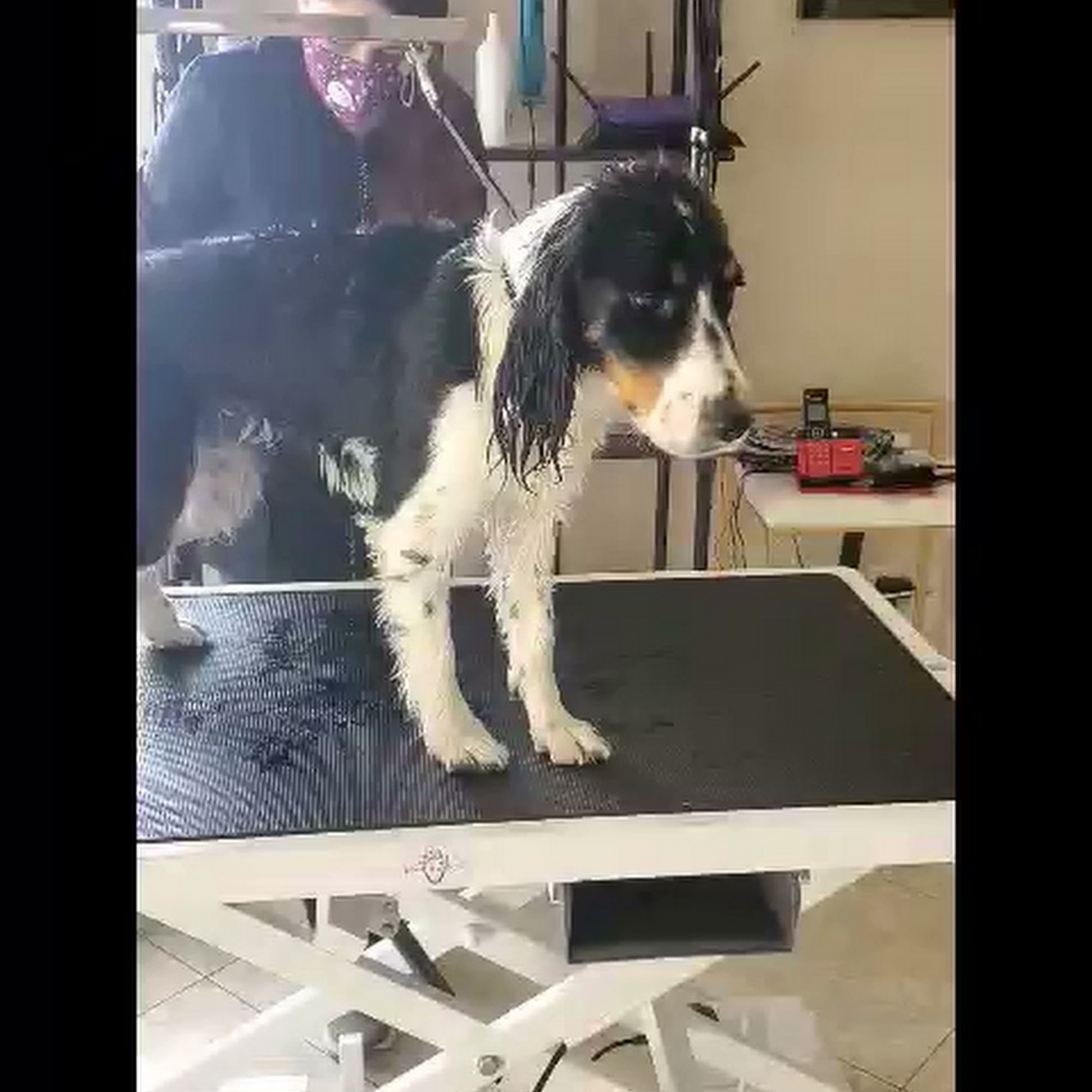 Love & Compassion Dog Grooming Tempe