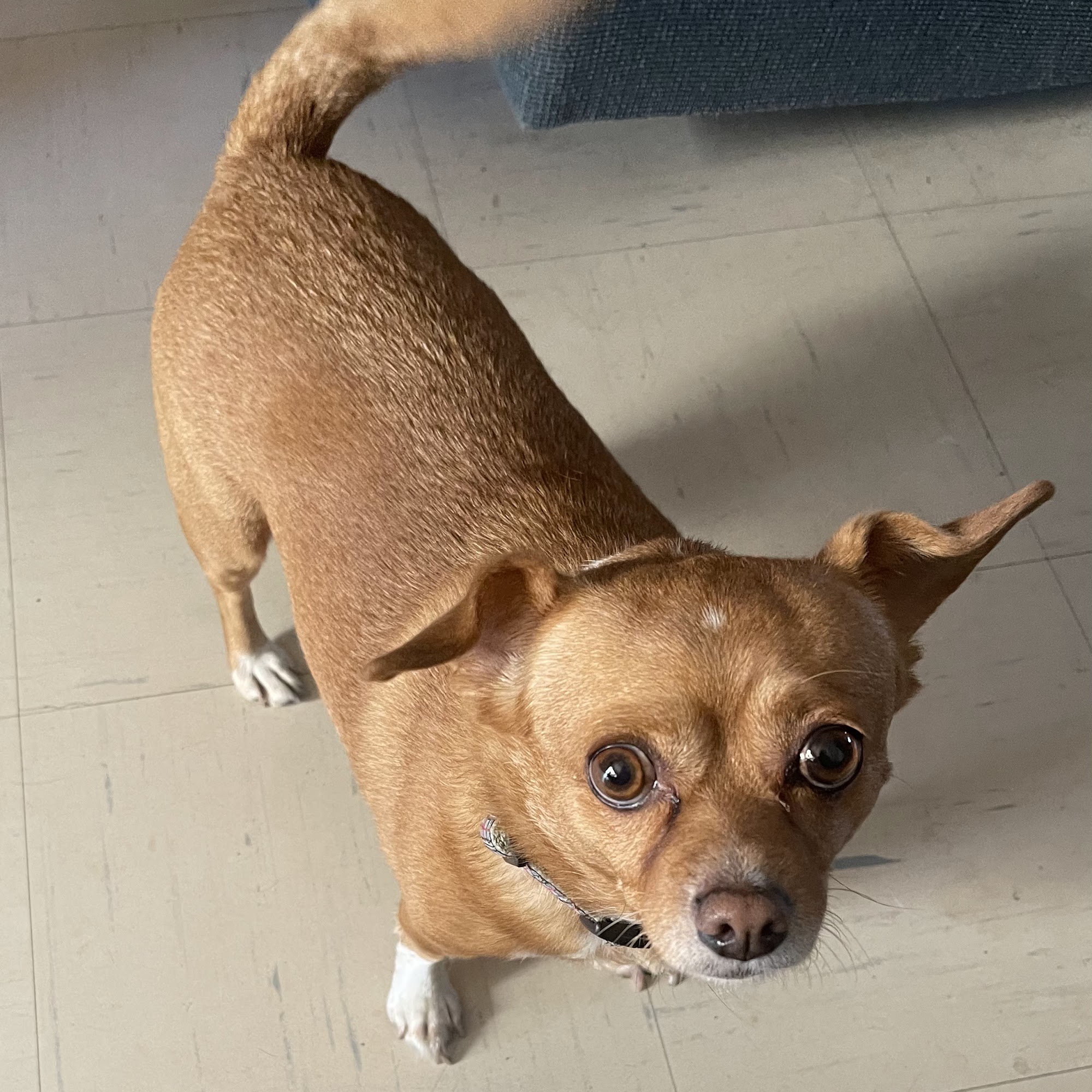 Grandma's Dog House Tempe