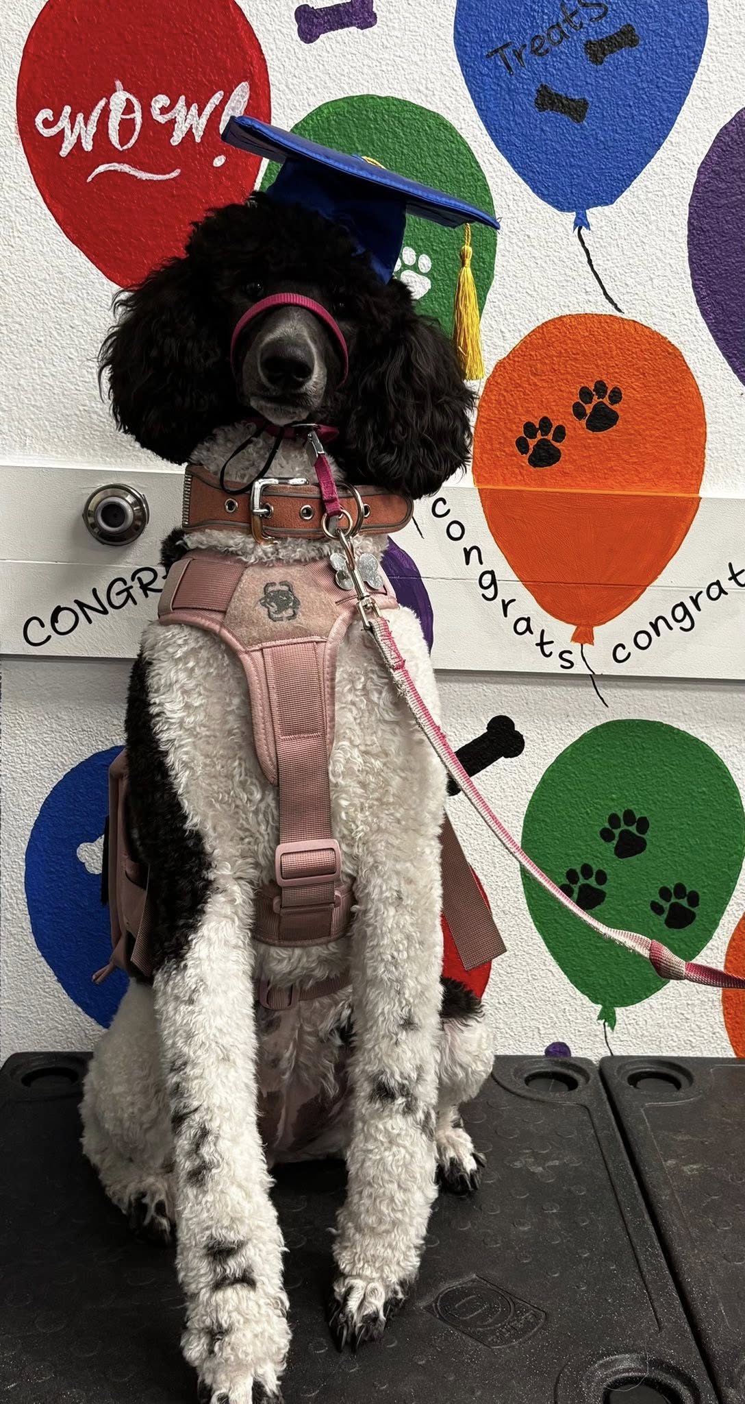 All 4 Paws Training LLC Tempe