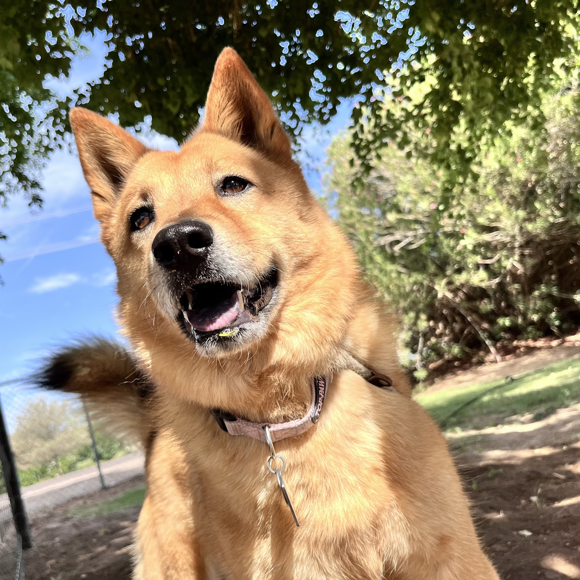 Top Dog Boarding Tempe