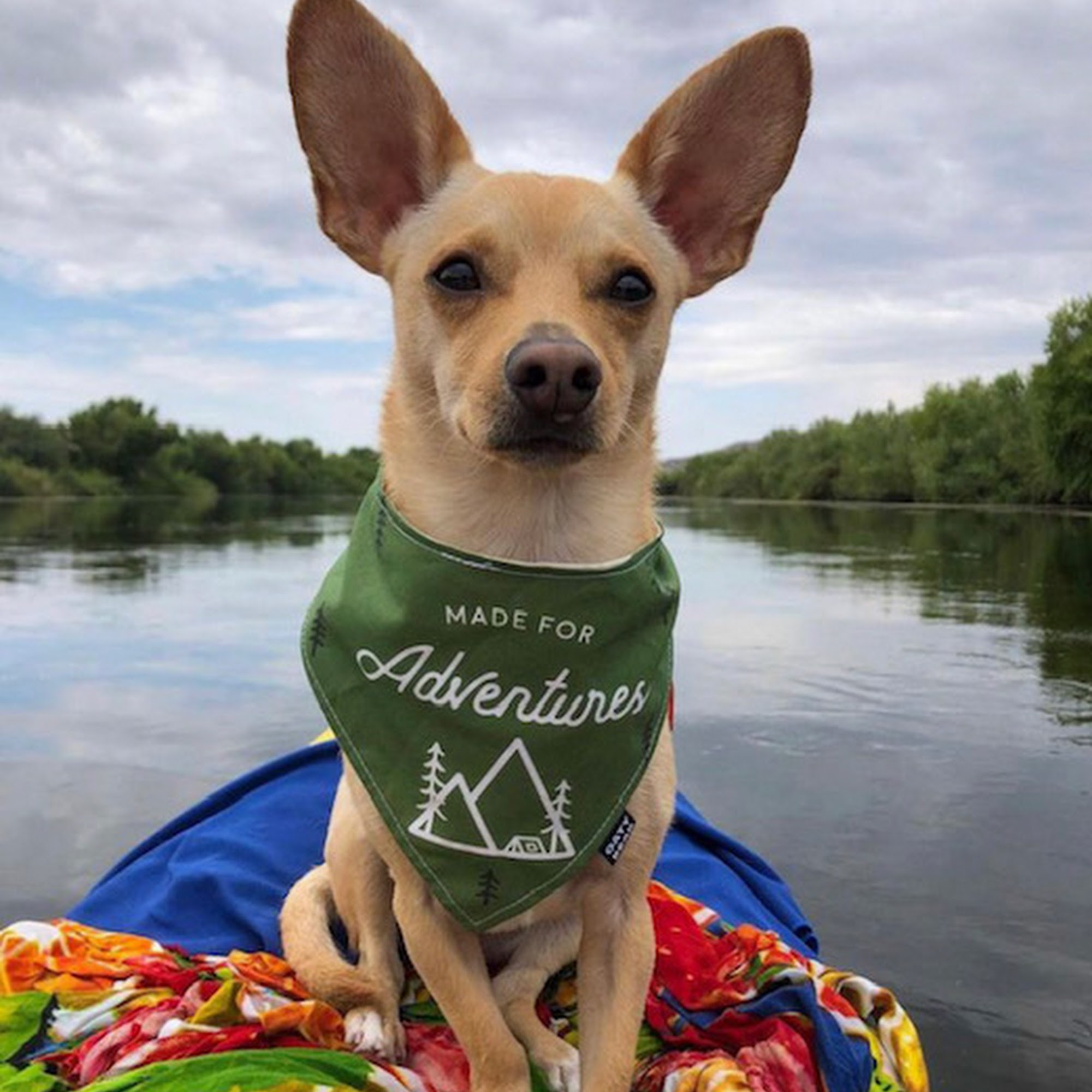 Oaty Bear Dog Boutique Tempe