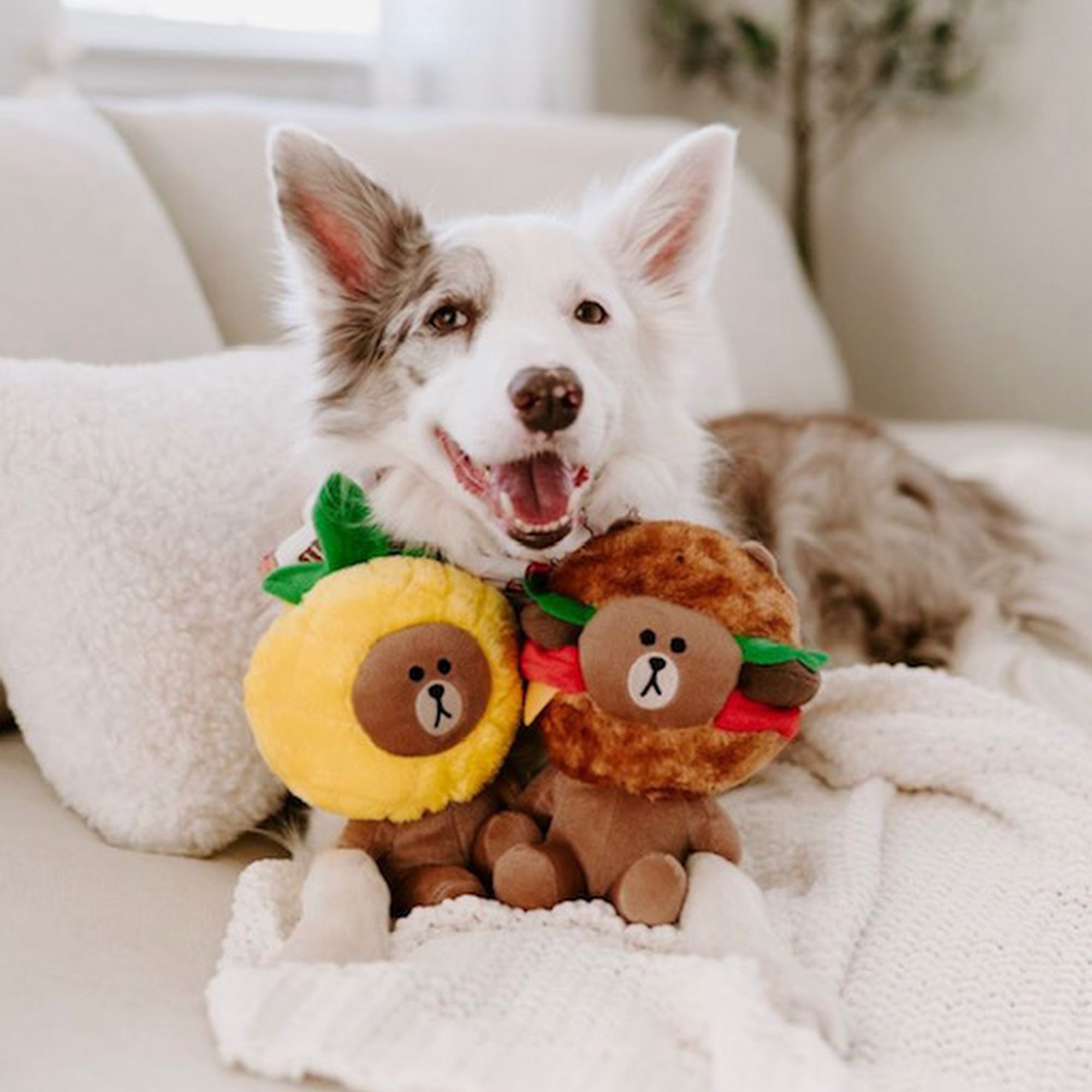 Oaty Bear Dog Boutique