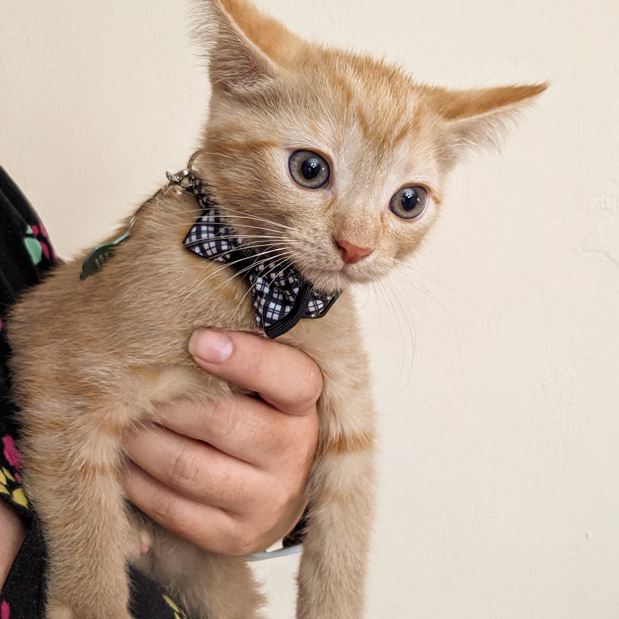 Tolleson Animal Clinic Tolleson