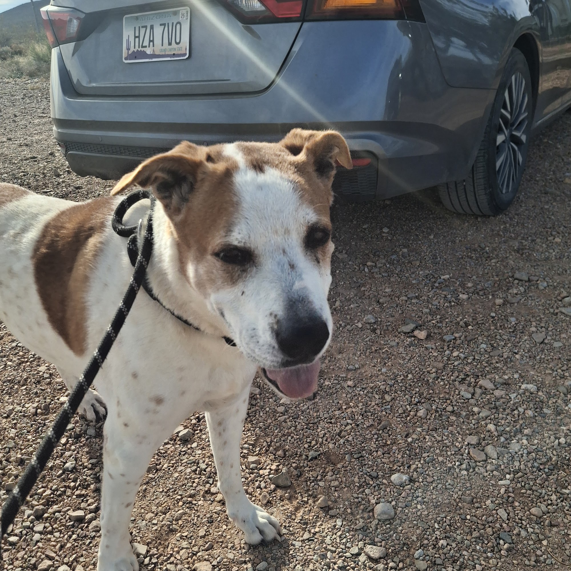 Tombstone Small Animal Shelter not animal control Tombstone