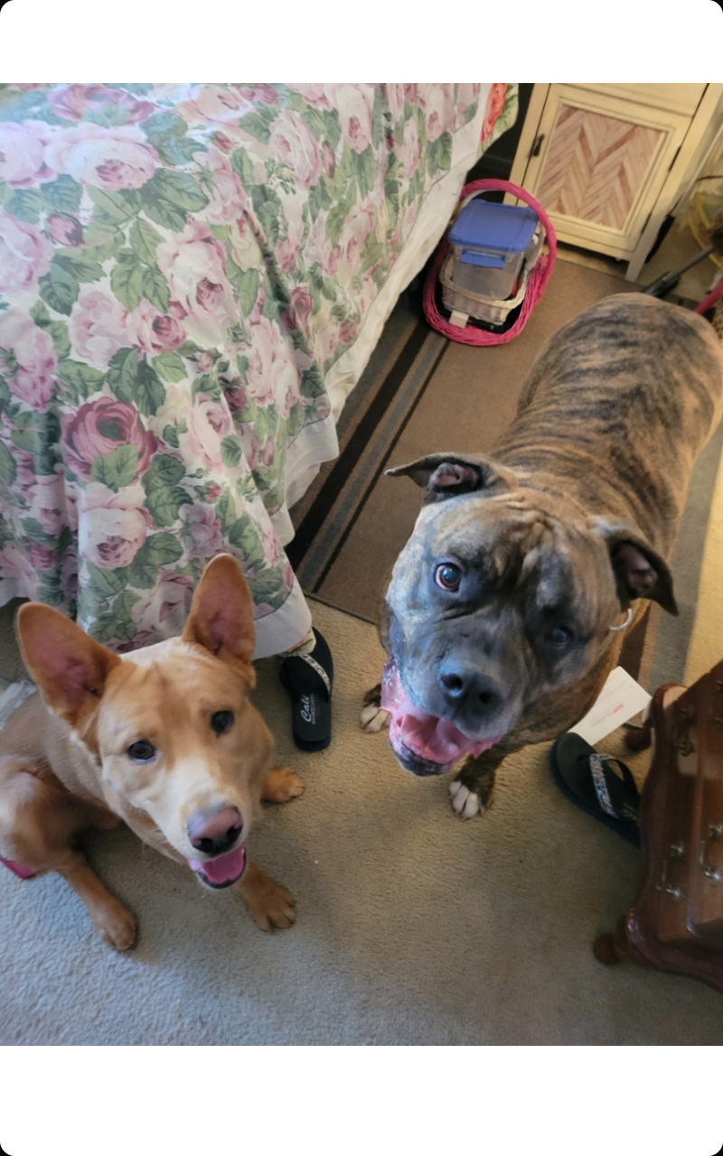 Sahuaro Vista Veterinary Clinic Tucson