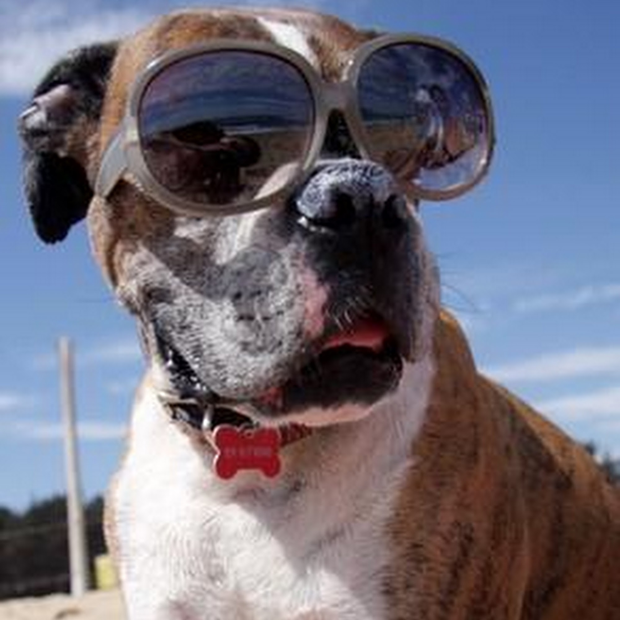 Sahuaro Vista Veterinary Clinic Tucson