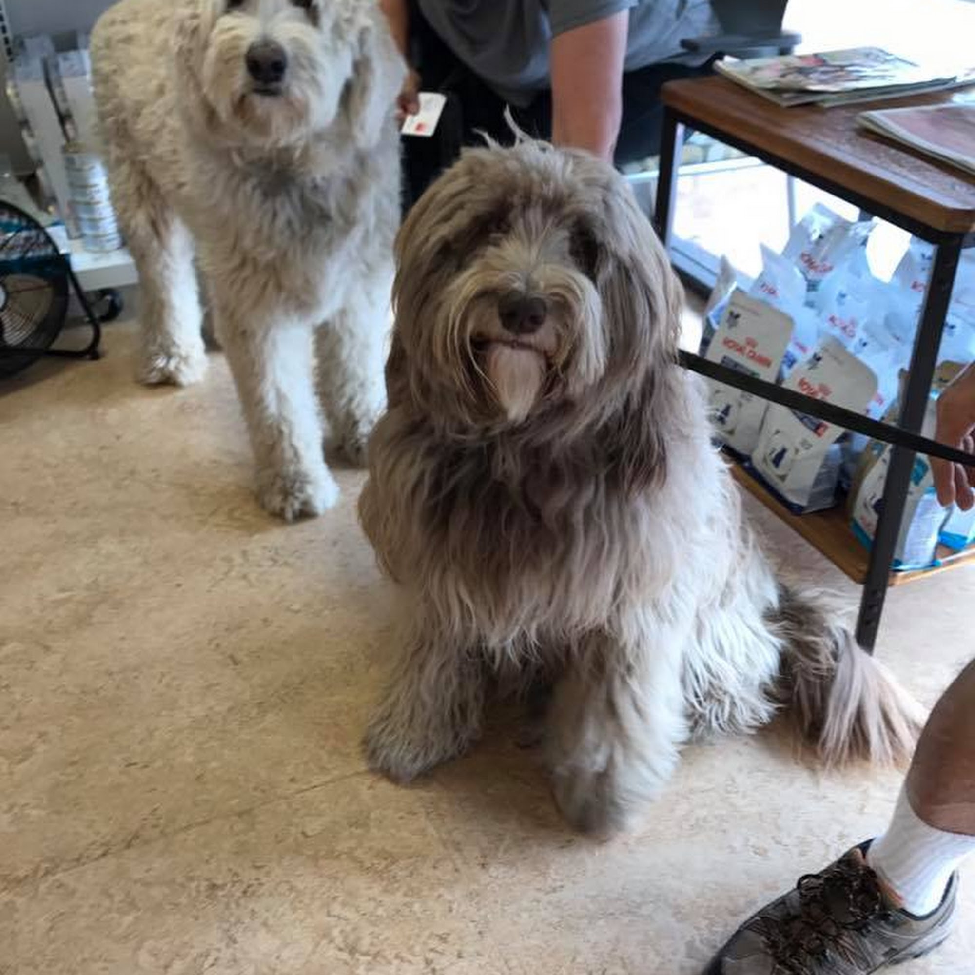 Sunrise Pet Clinic Tucson