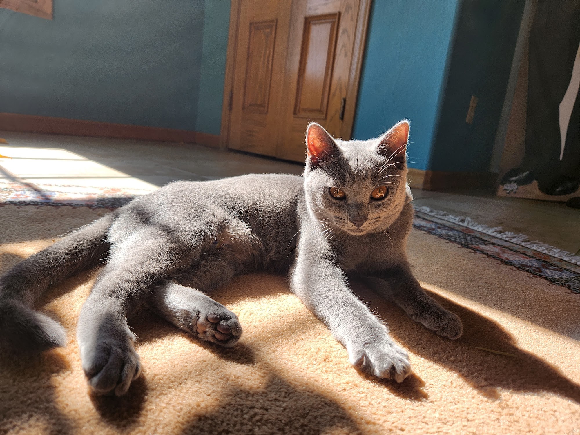 Sunrise Pet Clinic Tucson