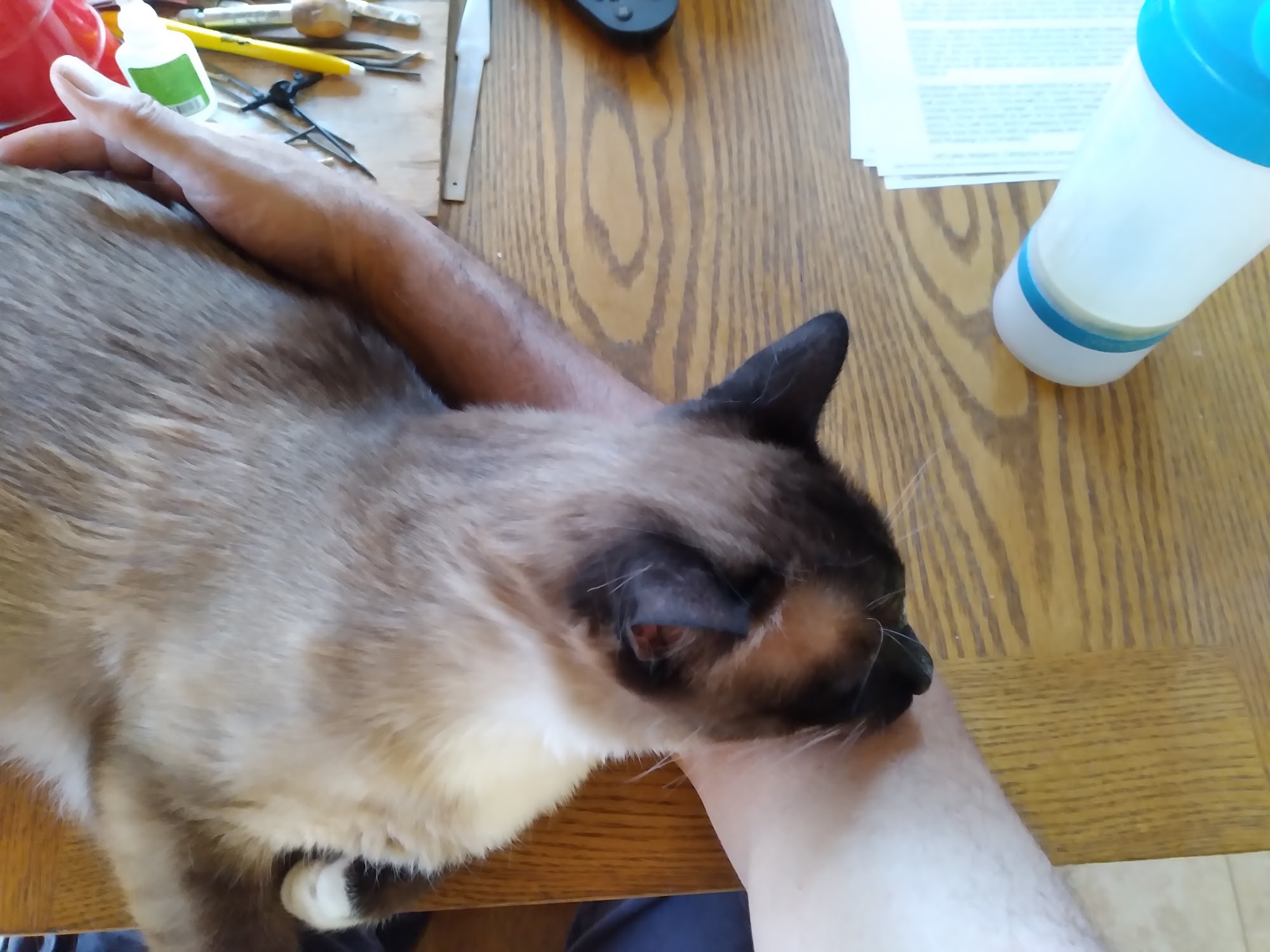 Feline Limited Cat Clinic Tucson