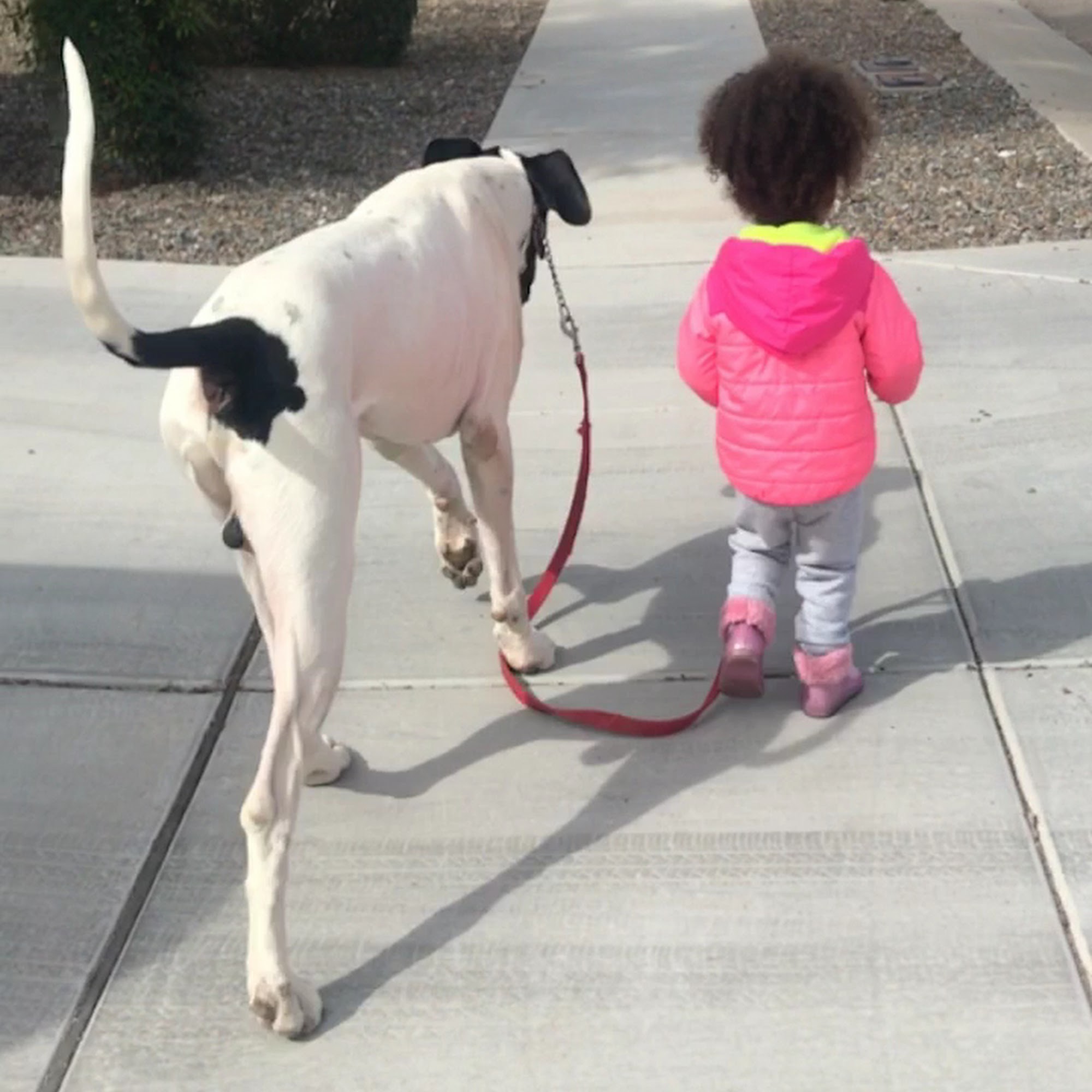 Ajo Veterinary Clinic Tucson