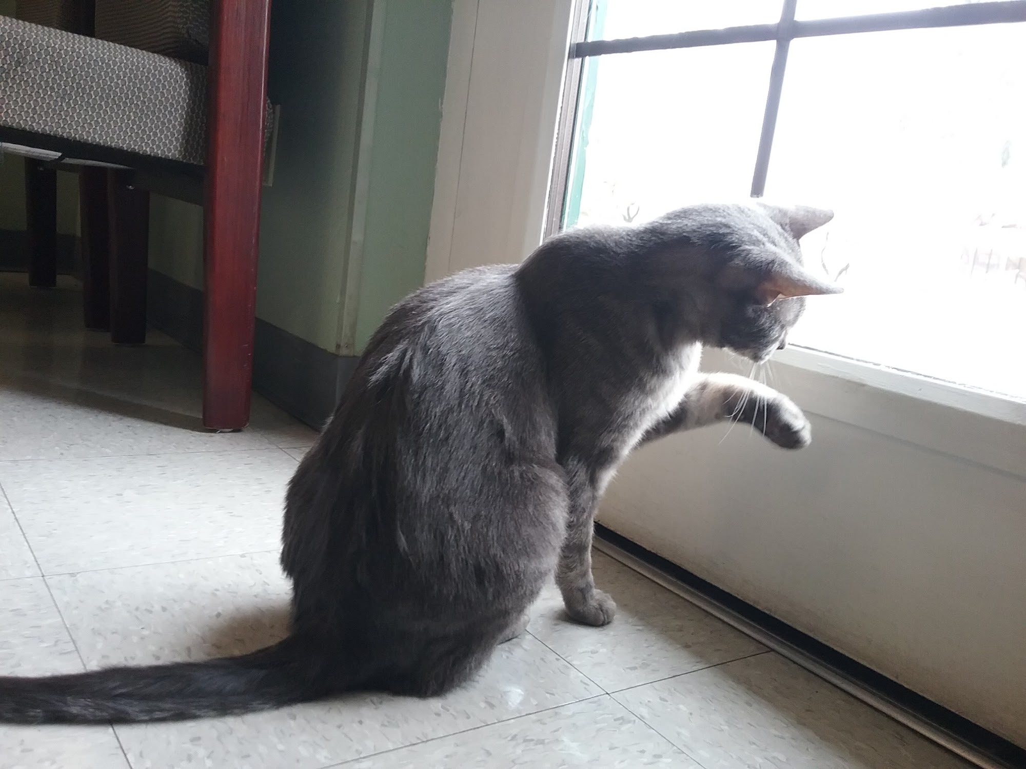 Speedway Veterinary Hospital Tucson