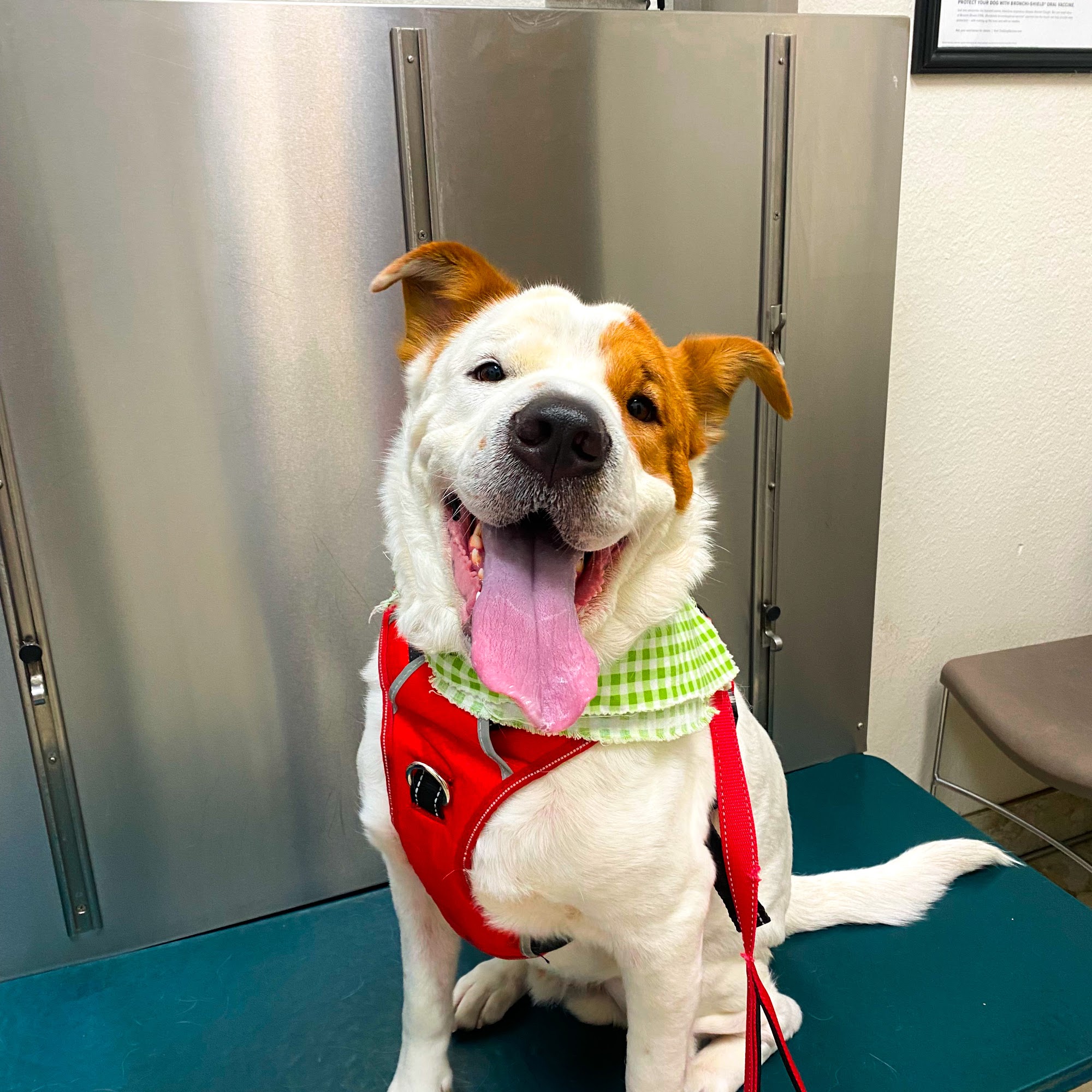 Spanish Trail Pet Clinic Tucson