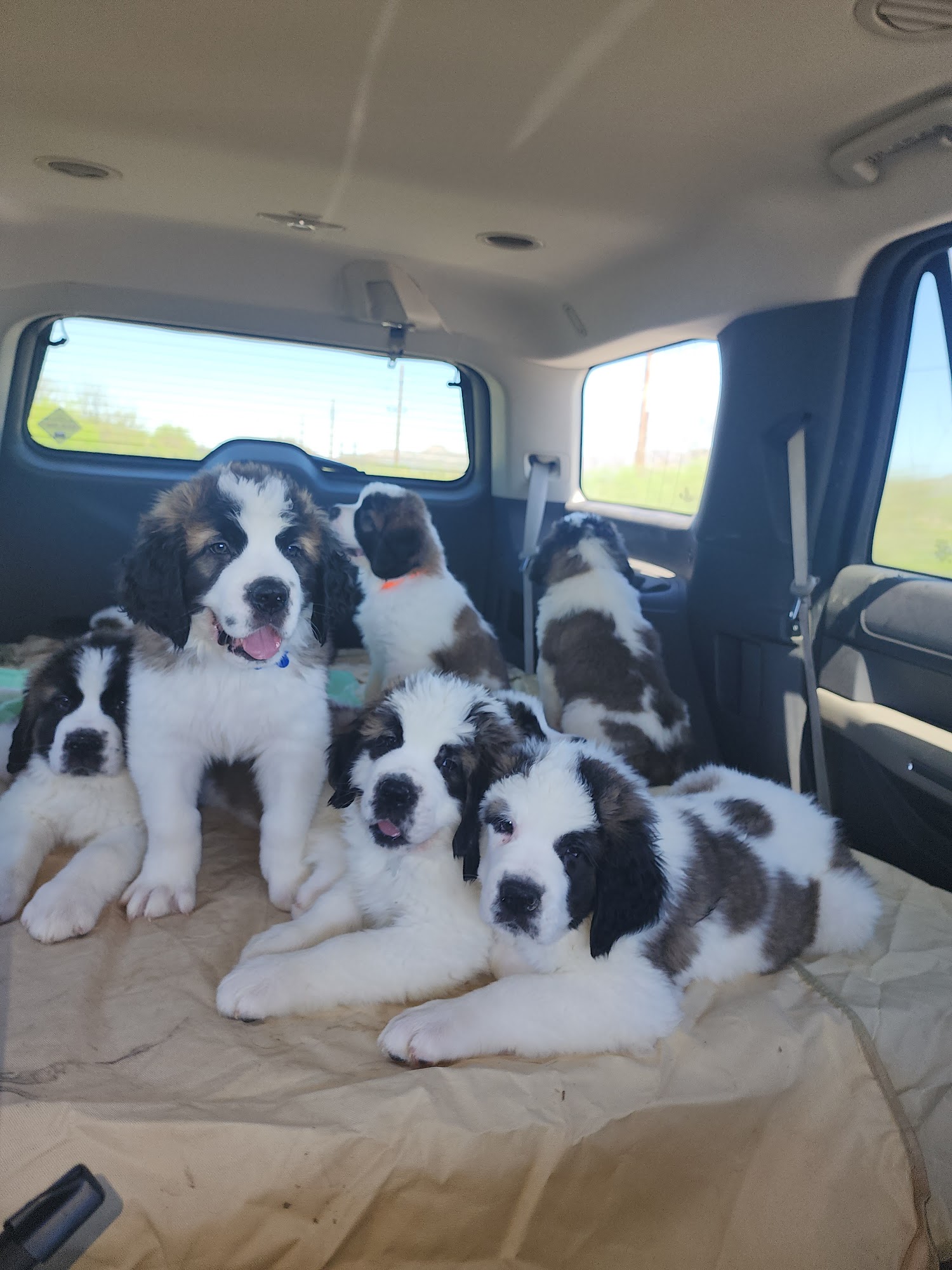 Avra Veterinary Clinic Tucson