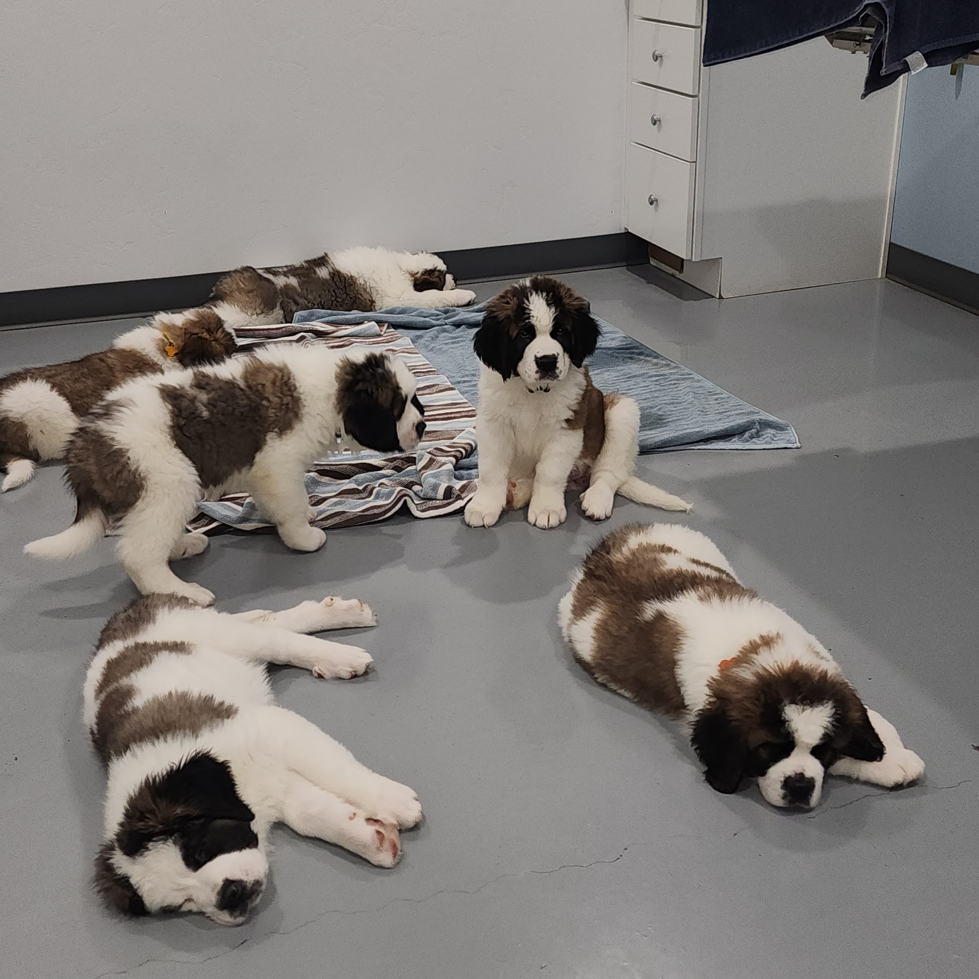 Avra Veterinary Clinic Tucson