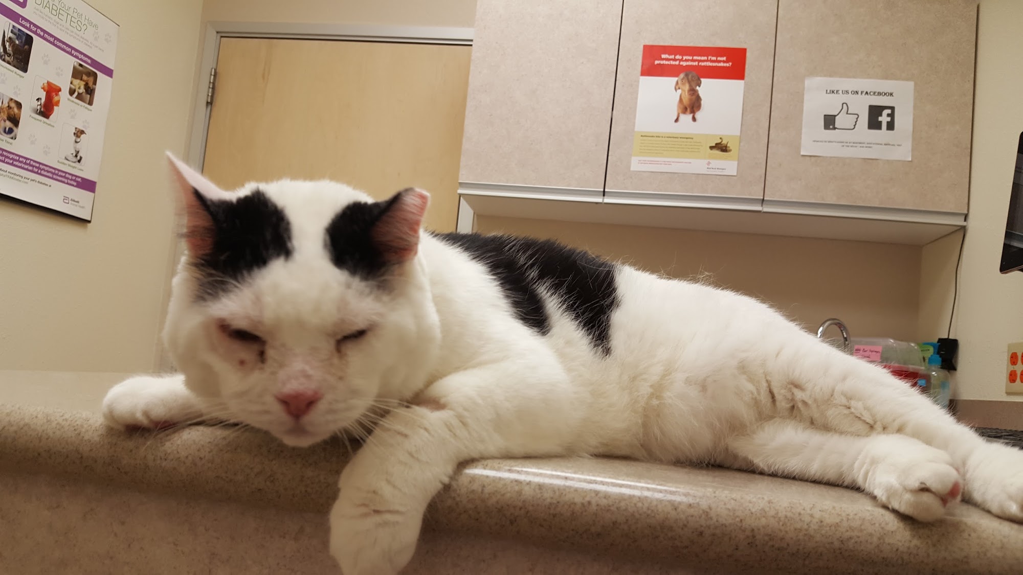 Monument East Veterinary Hospital Tucson