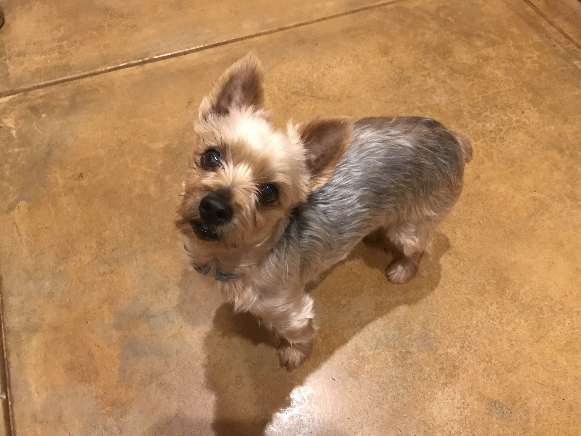 Canine Territory Tucson