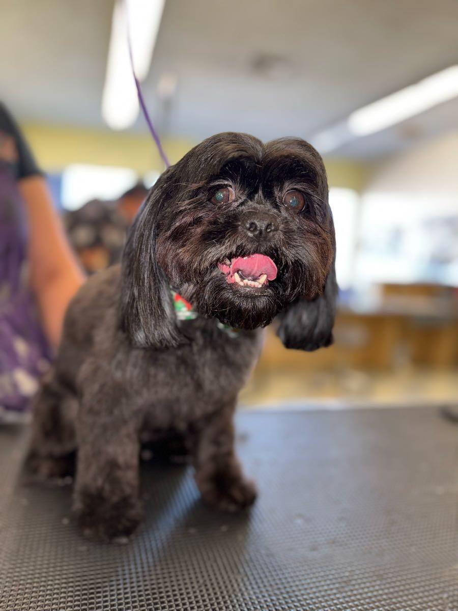 Minerva's Pet Grooming and Boarding Tucson