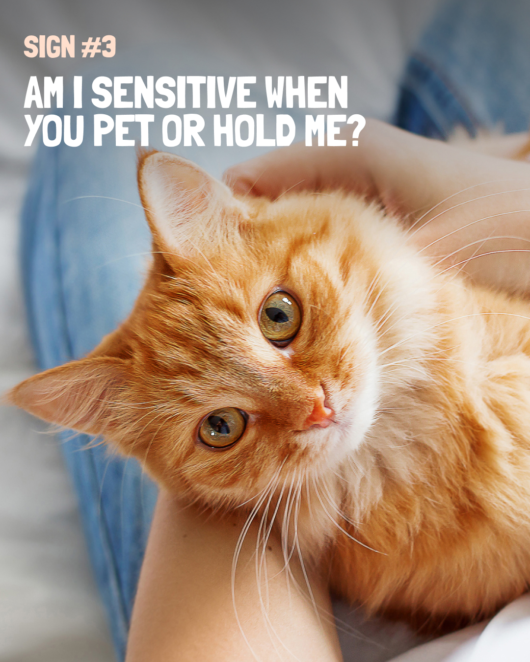 Catalina Pet Hospital Tucson