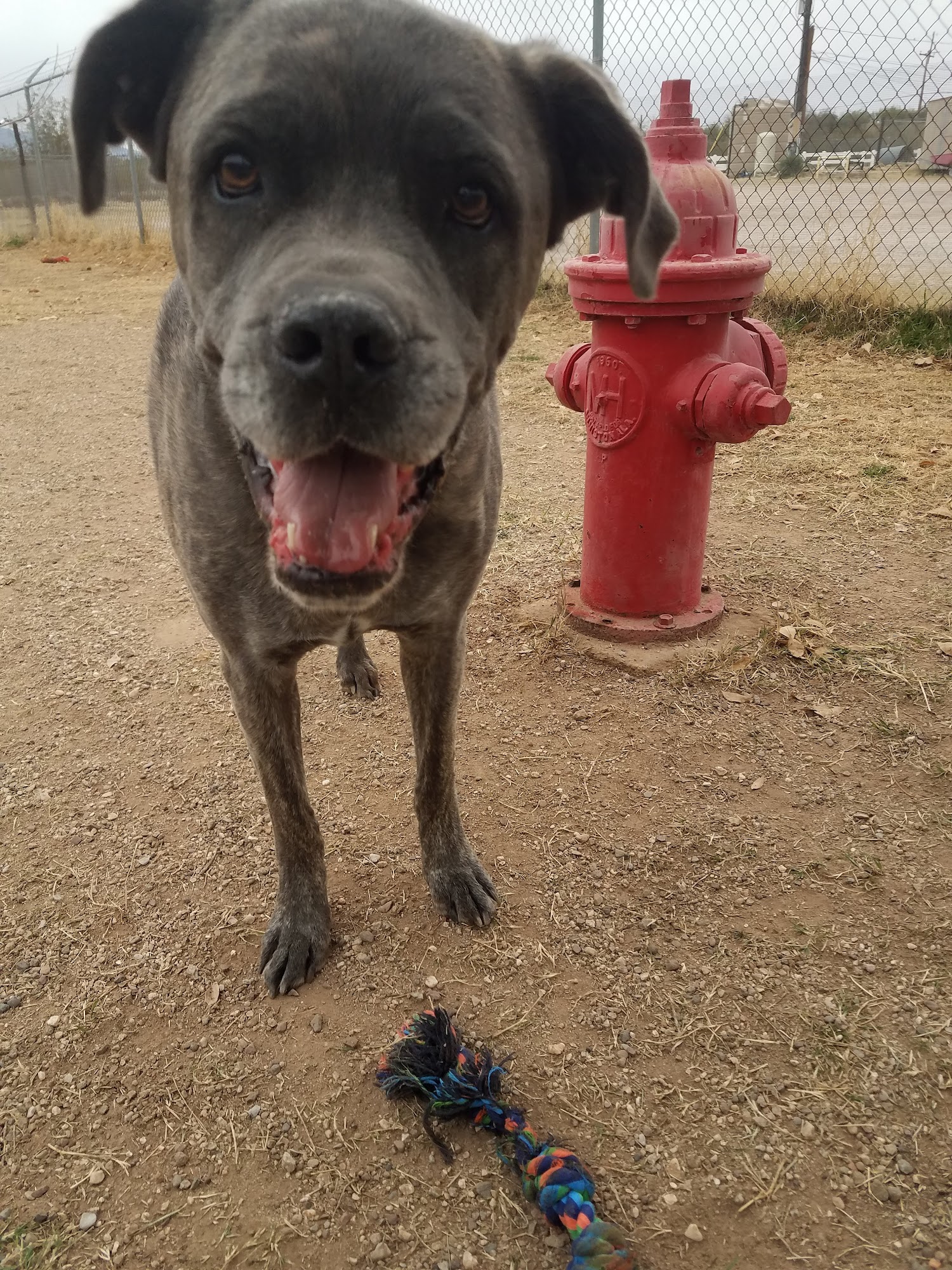 At-Home Kennels Tucson