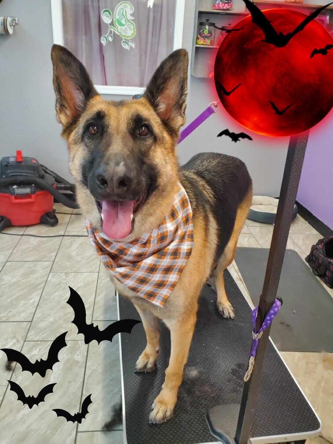 Shag Chic Grooming Tucson