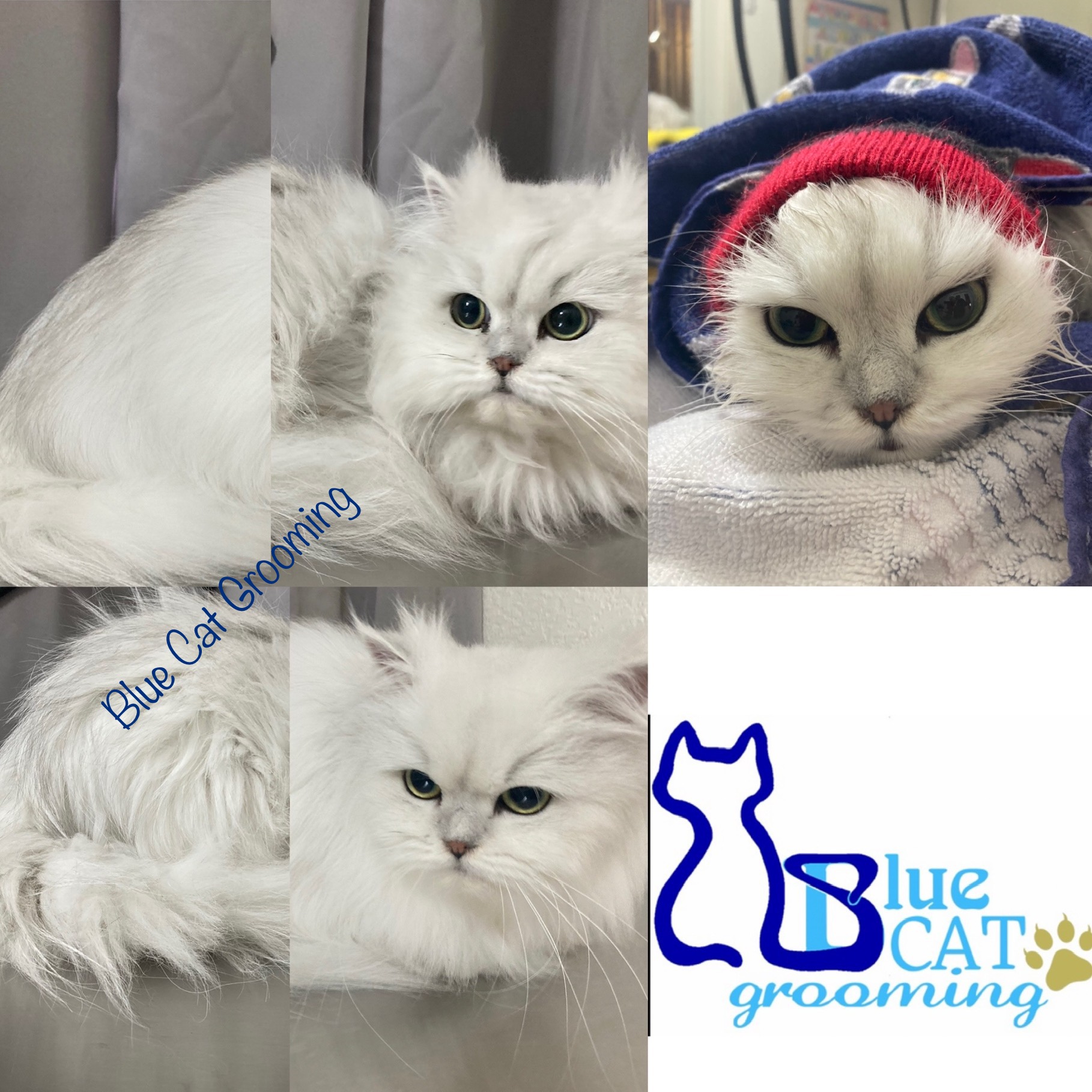 Blue Cat Grooming LLC Tucson