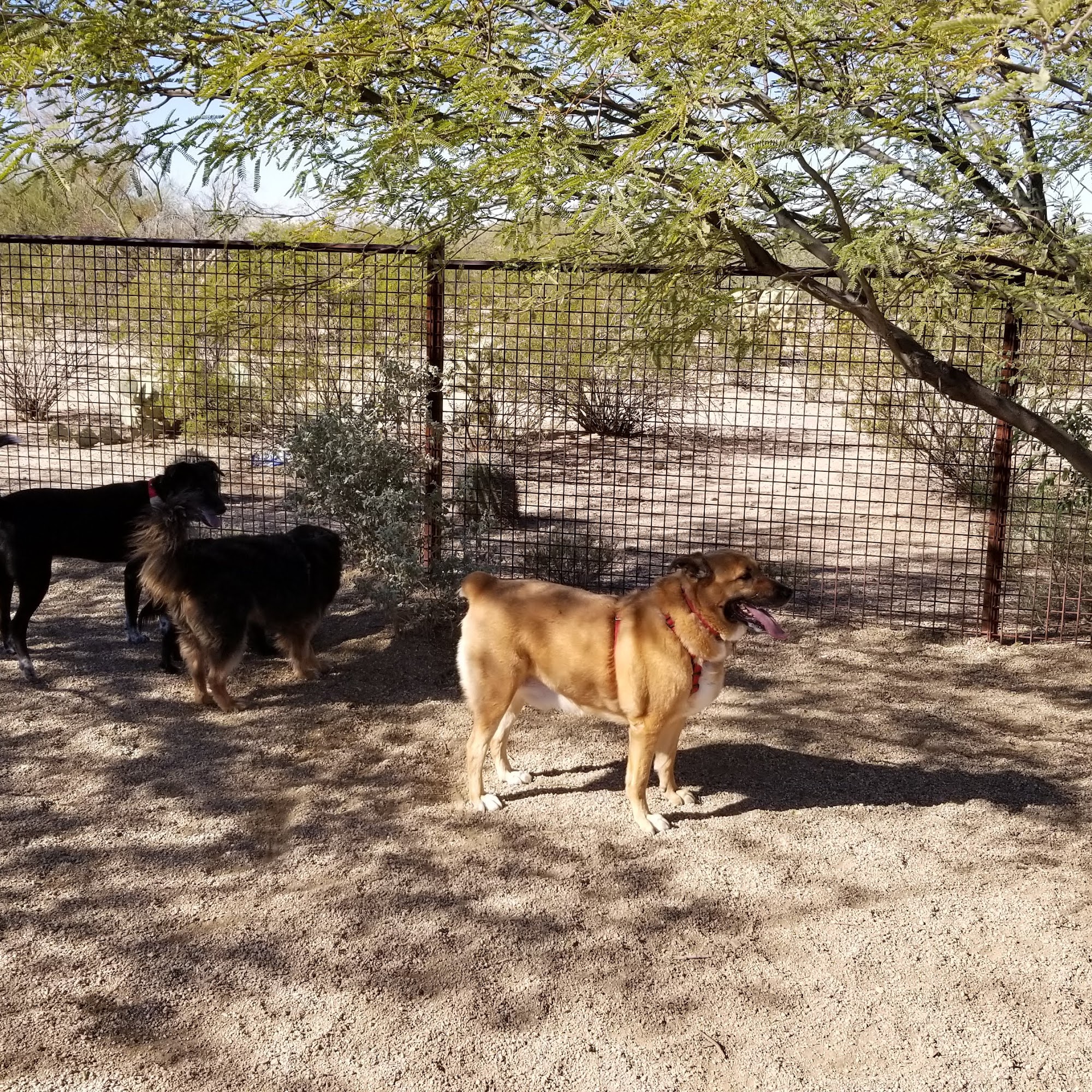Ivan's Spot Dog Park Tucson