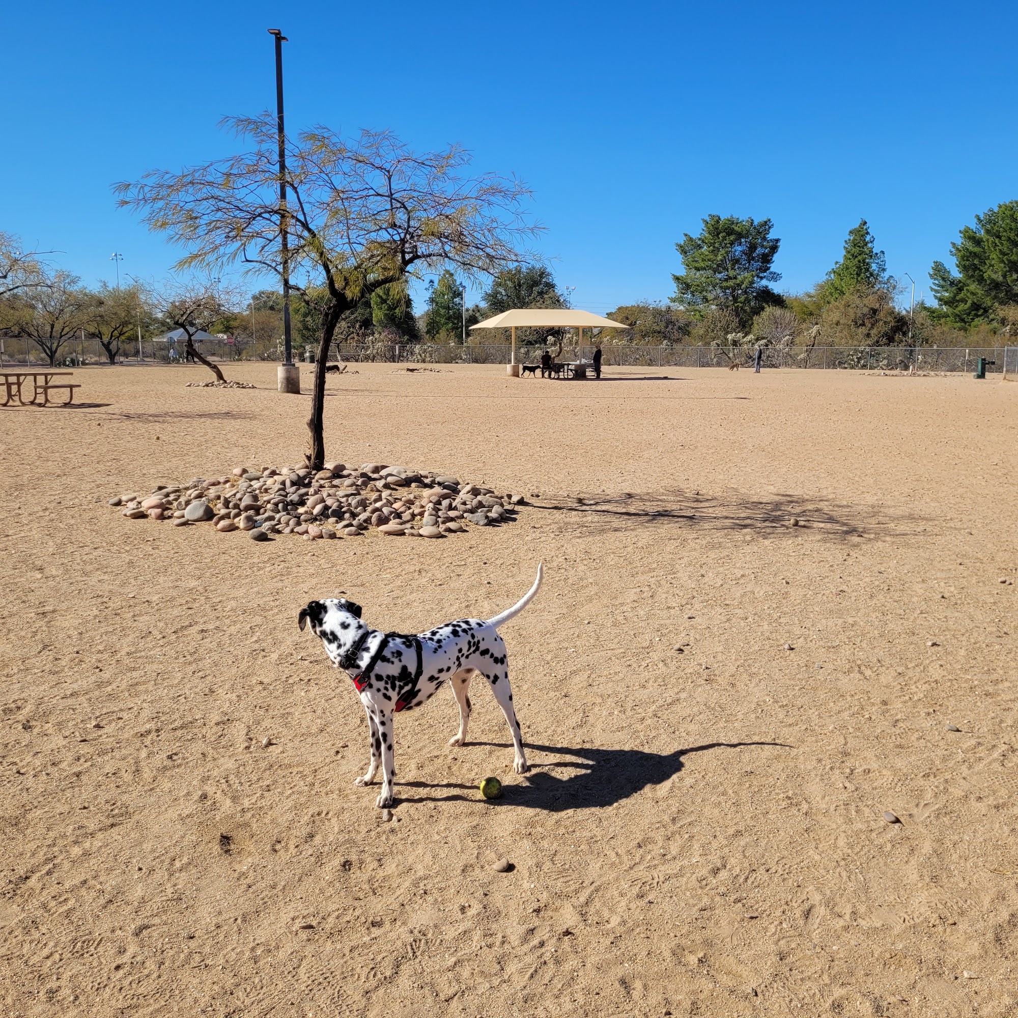 Udall Dog Park Tucson