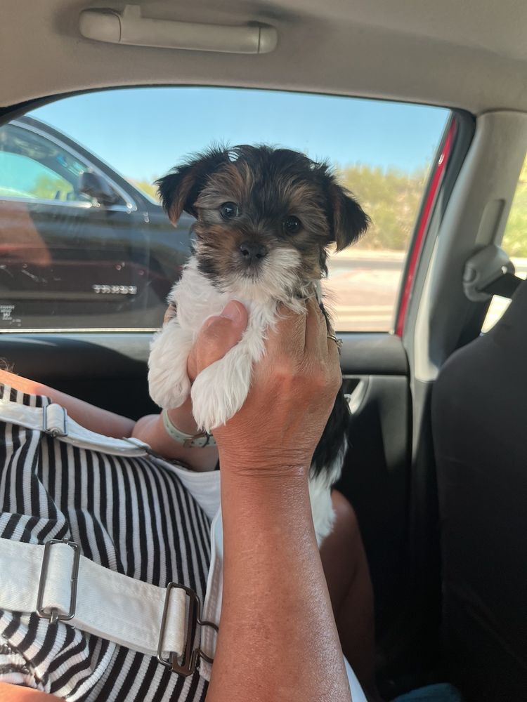 It's A Puppies World Tucson