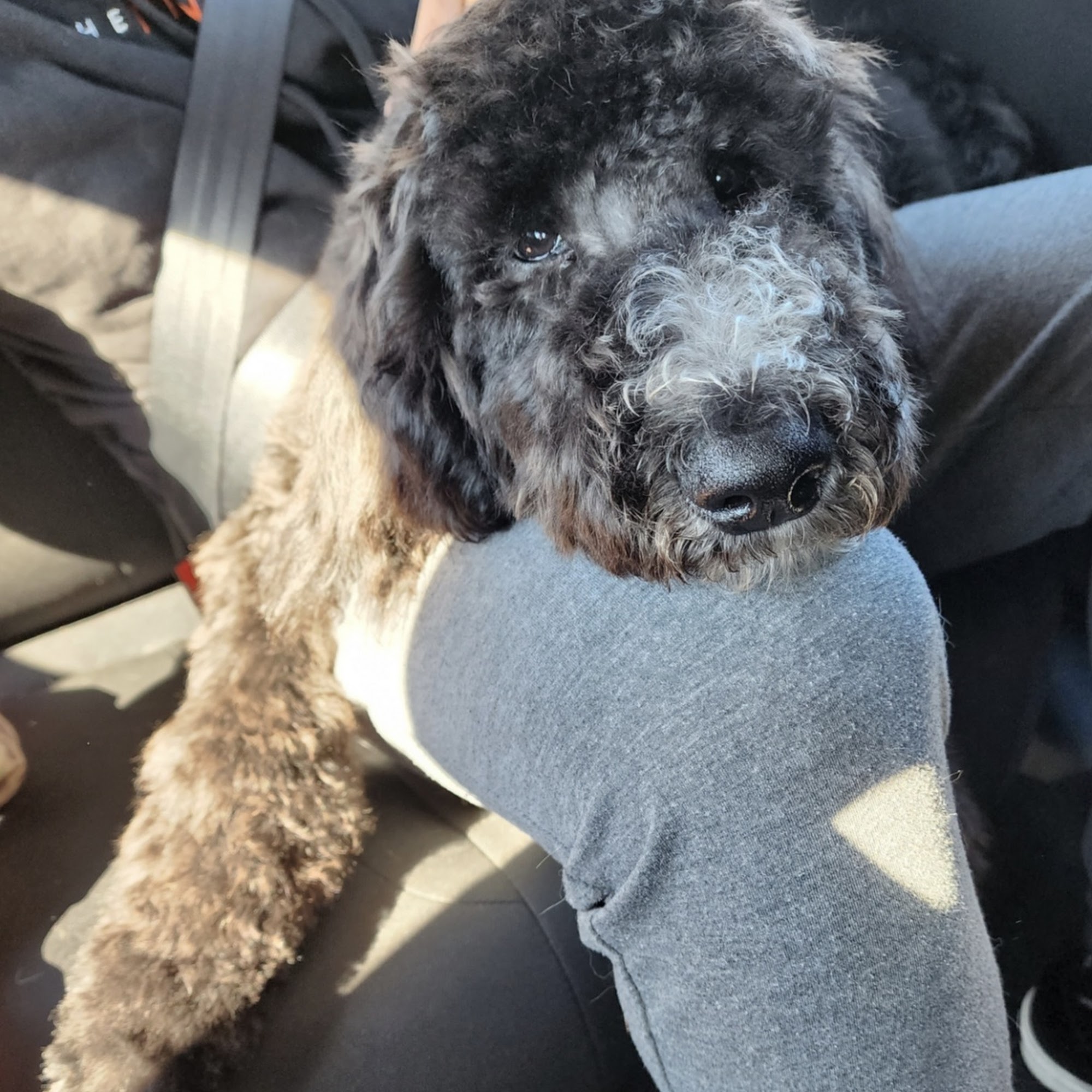 Sublime Grooming Tucson