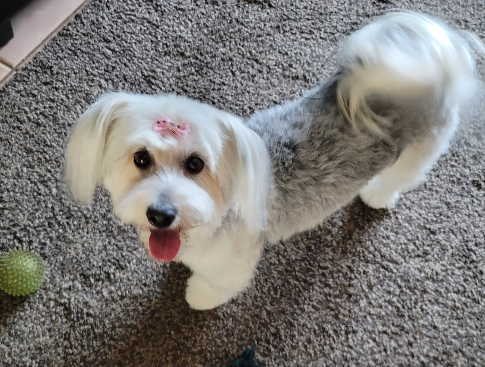 Balboa's Bed & Biscuit Tucson