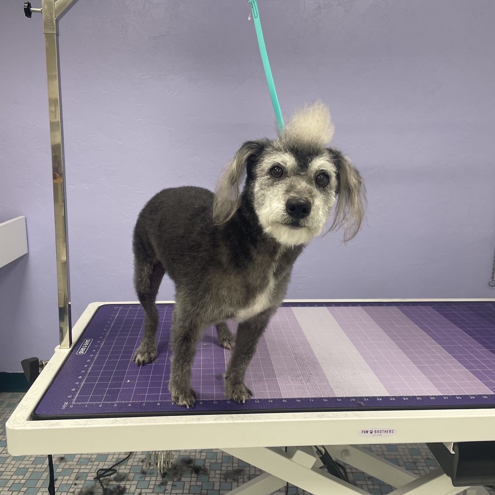 Balboa's Bed & Biscuit Tucson