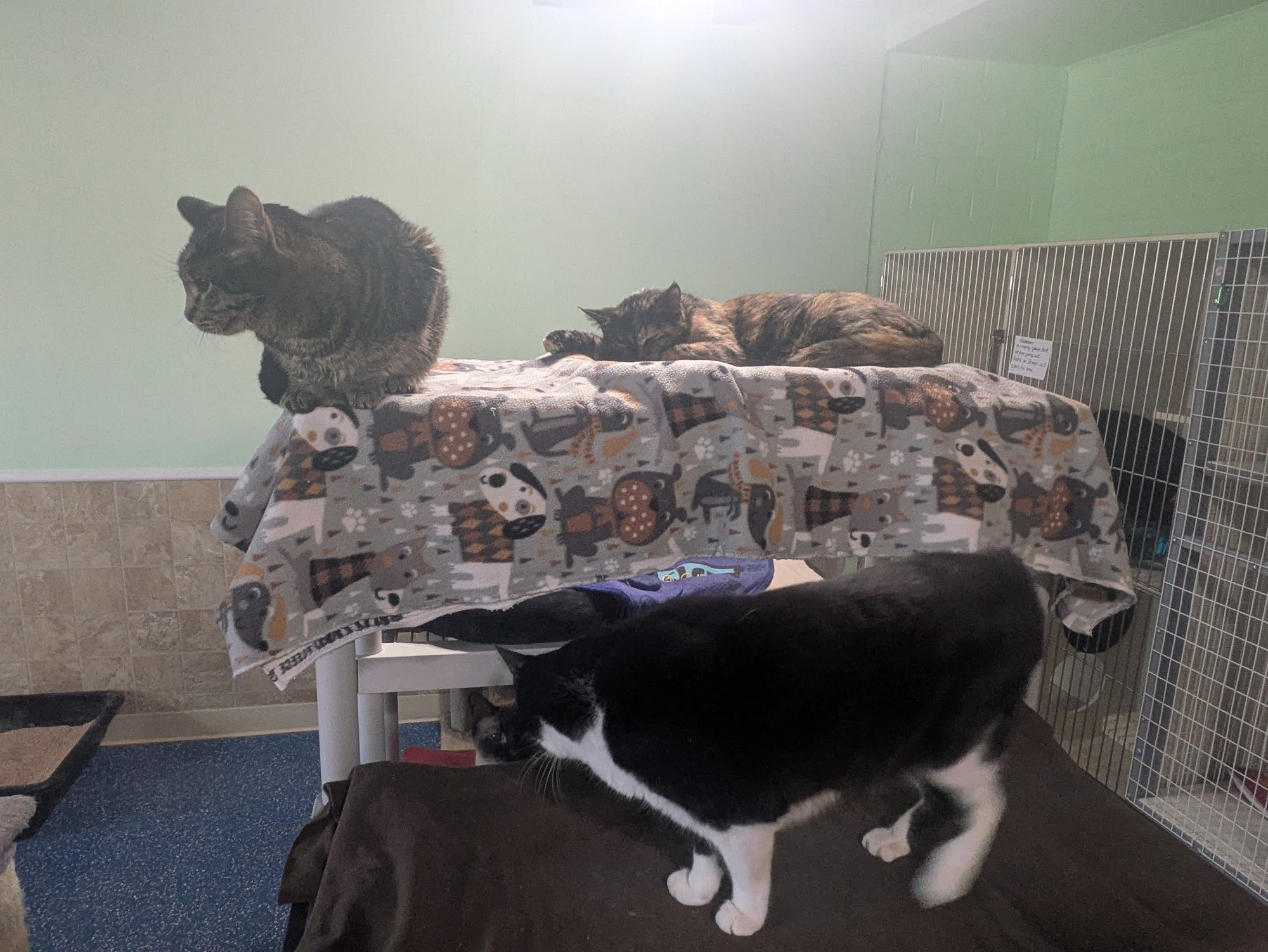 PAWSitively CATS Tucson