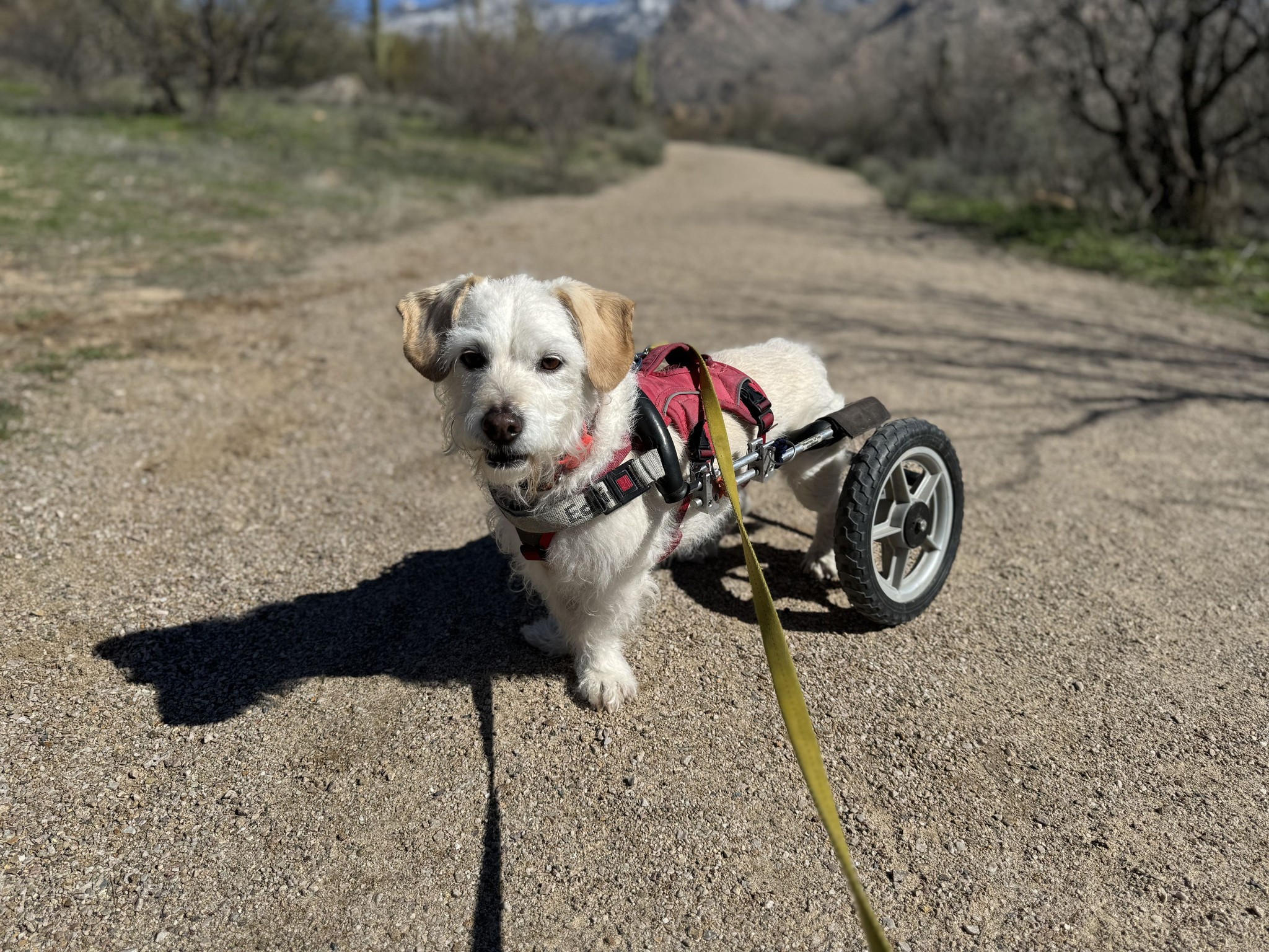 A Loyal Companion Tucson
