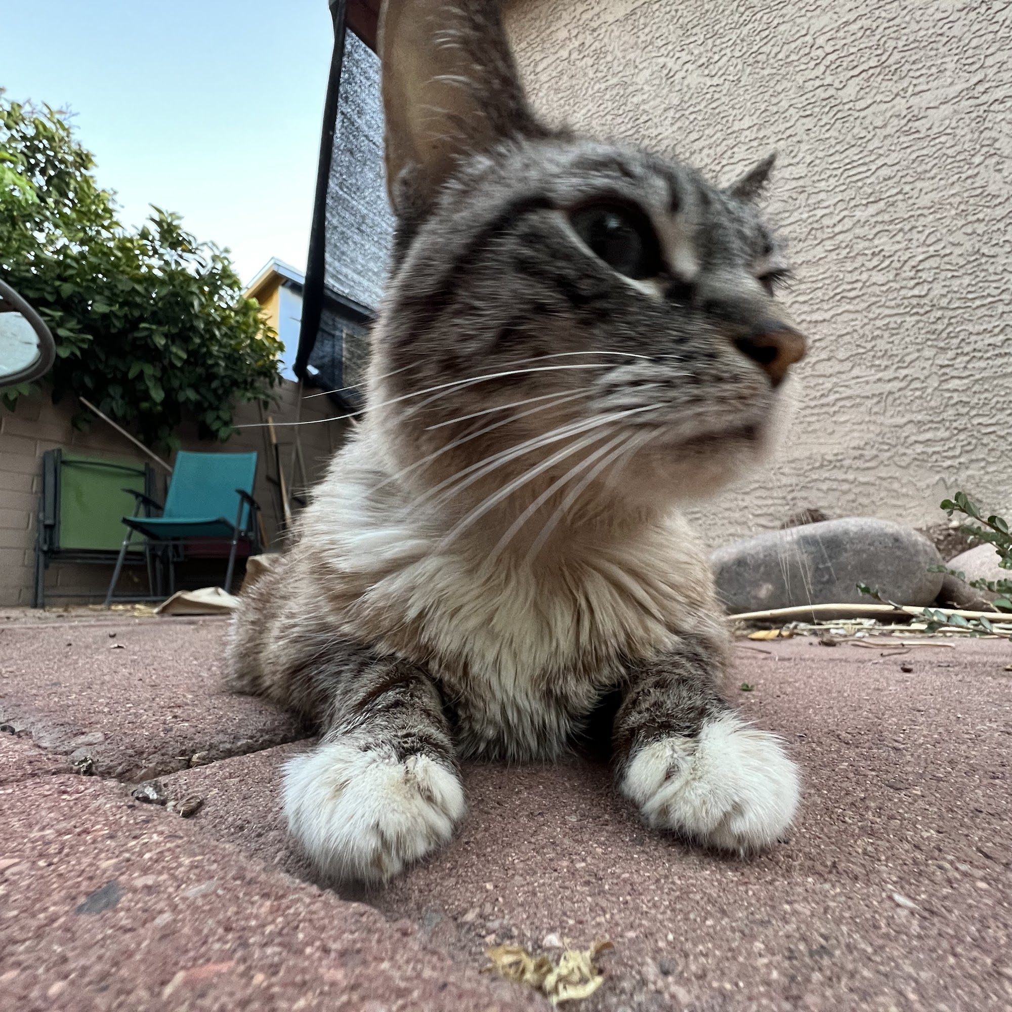 Cimarron Animal Hospital Tucson